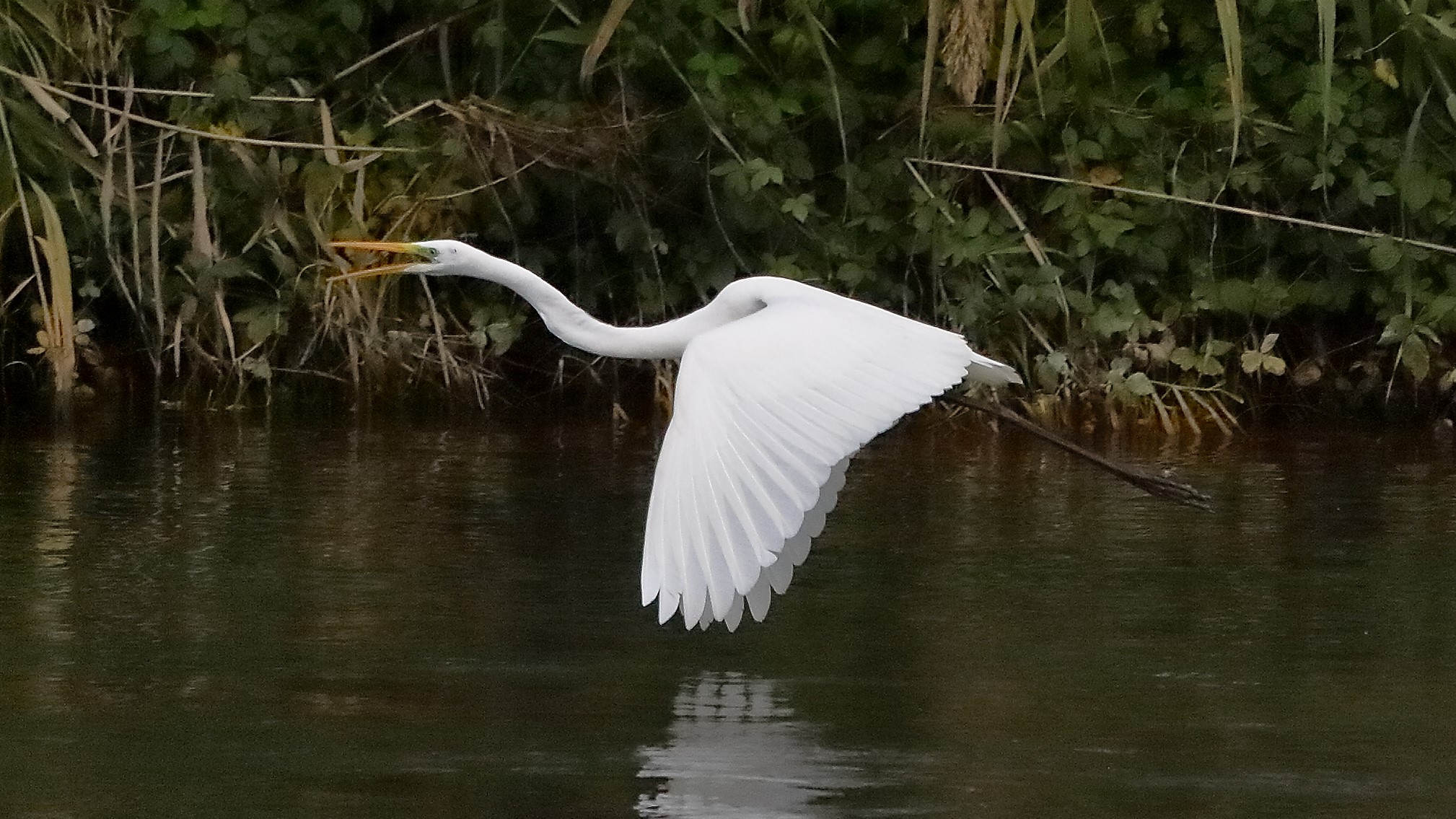 airone BM 12 novembre 2022