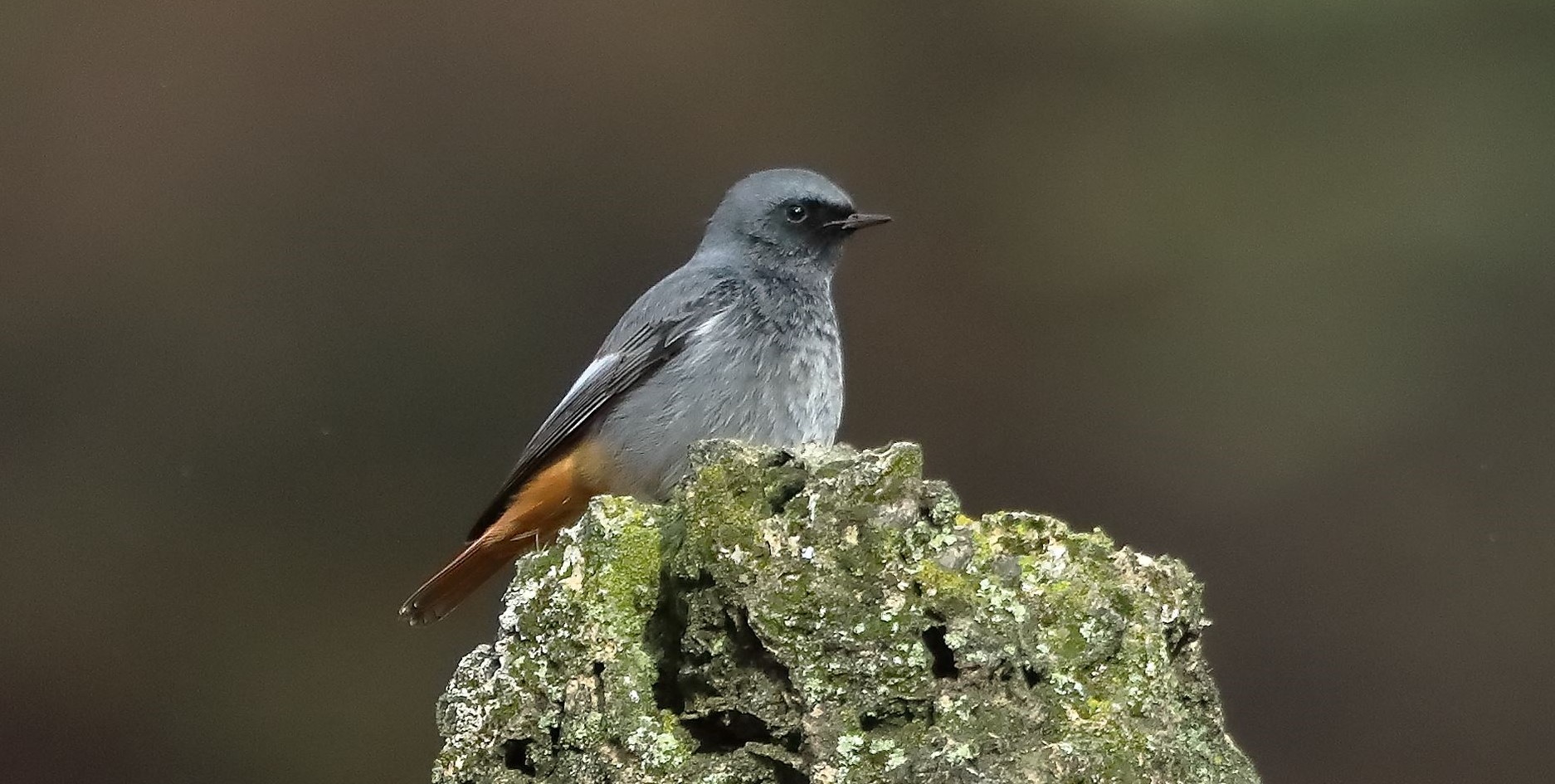 Codirosso 05-12-2022