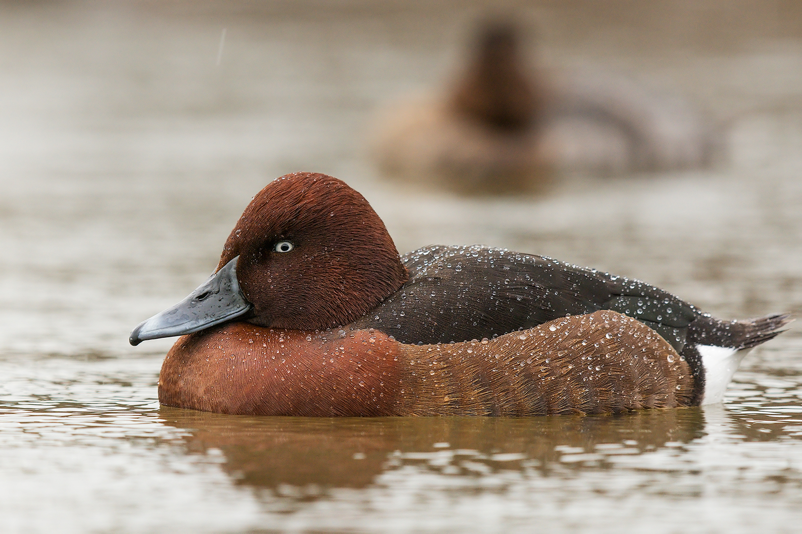 Moretta  sotto la pioggia