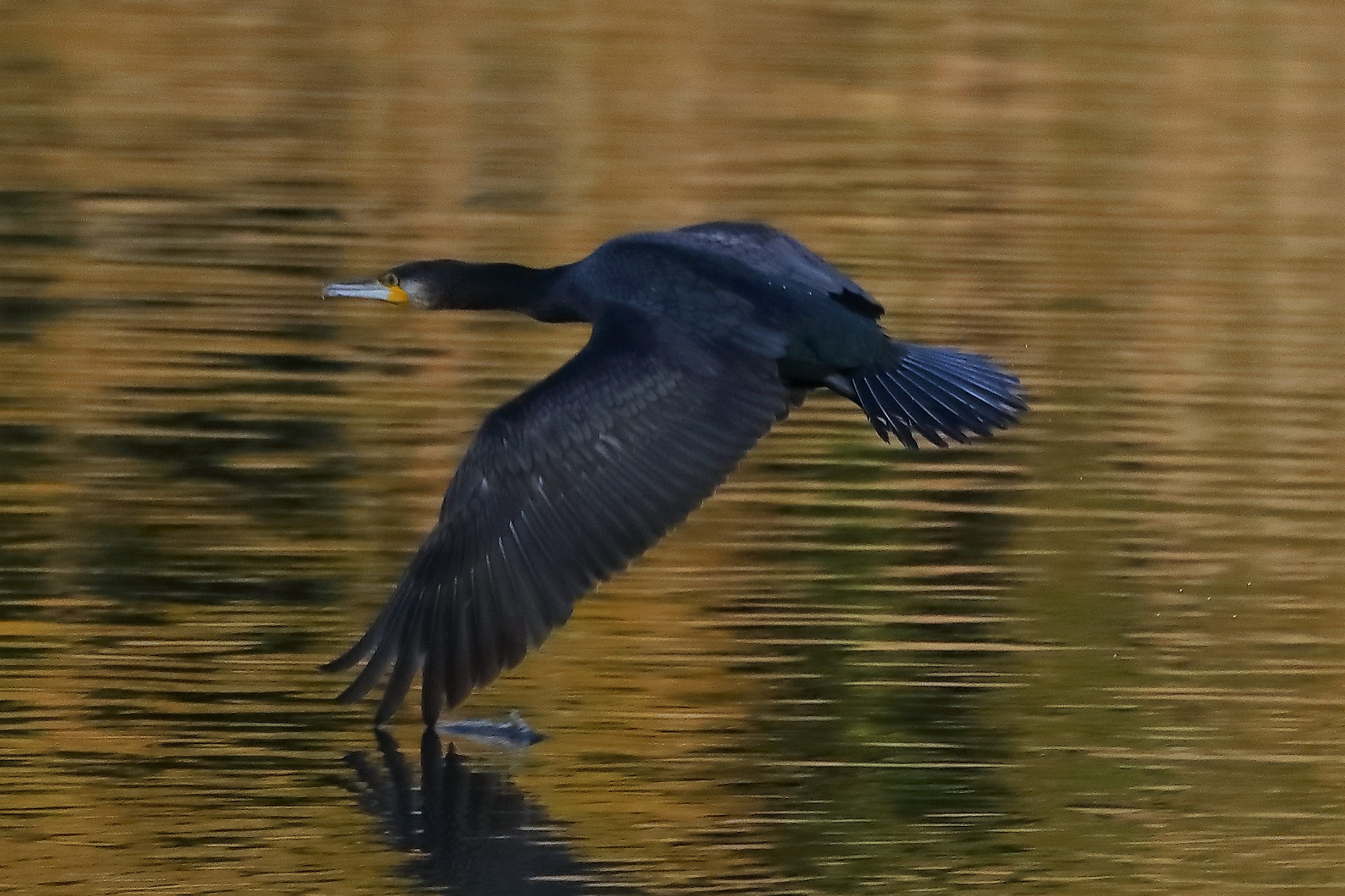 Cormorano 27-11-2022