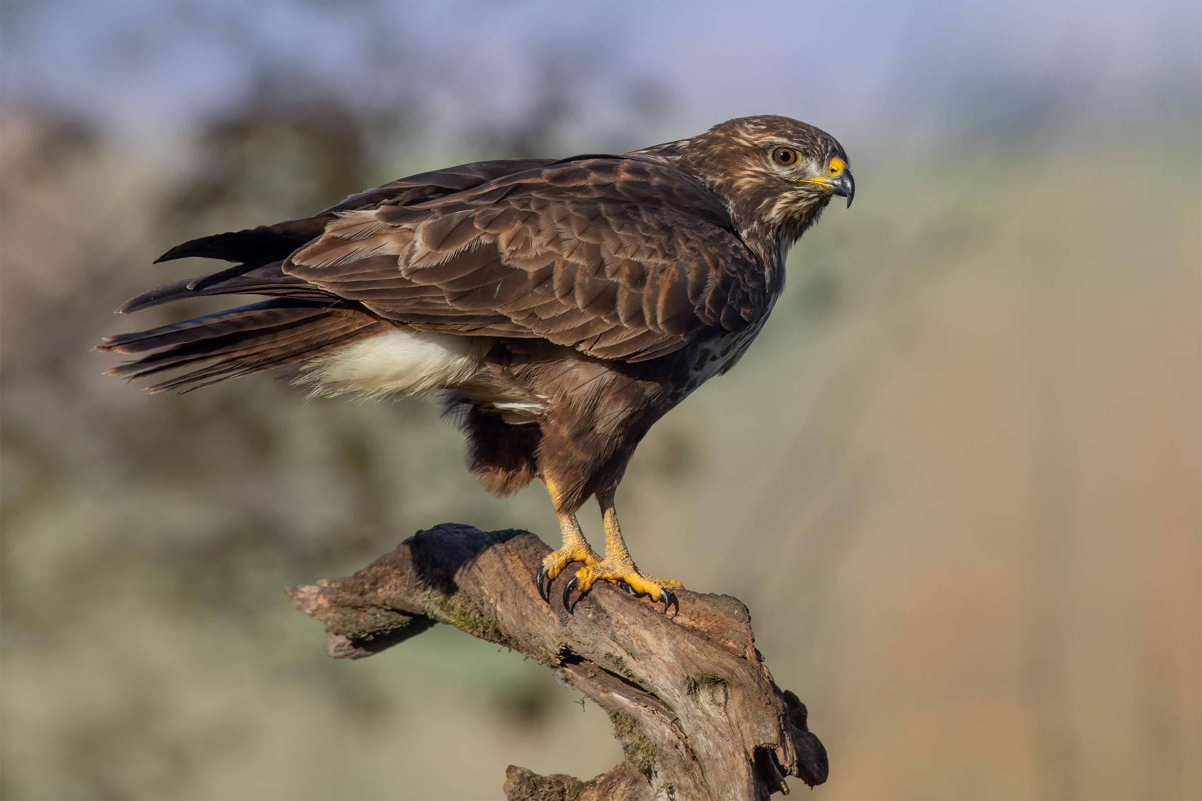 The Queen in the sun