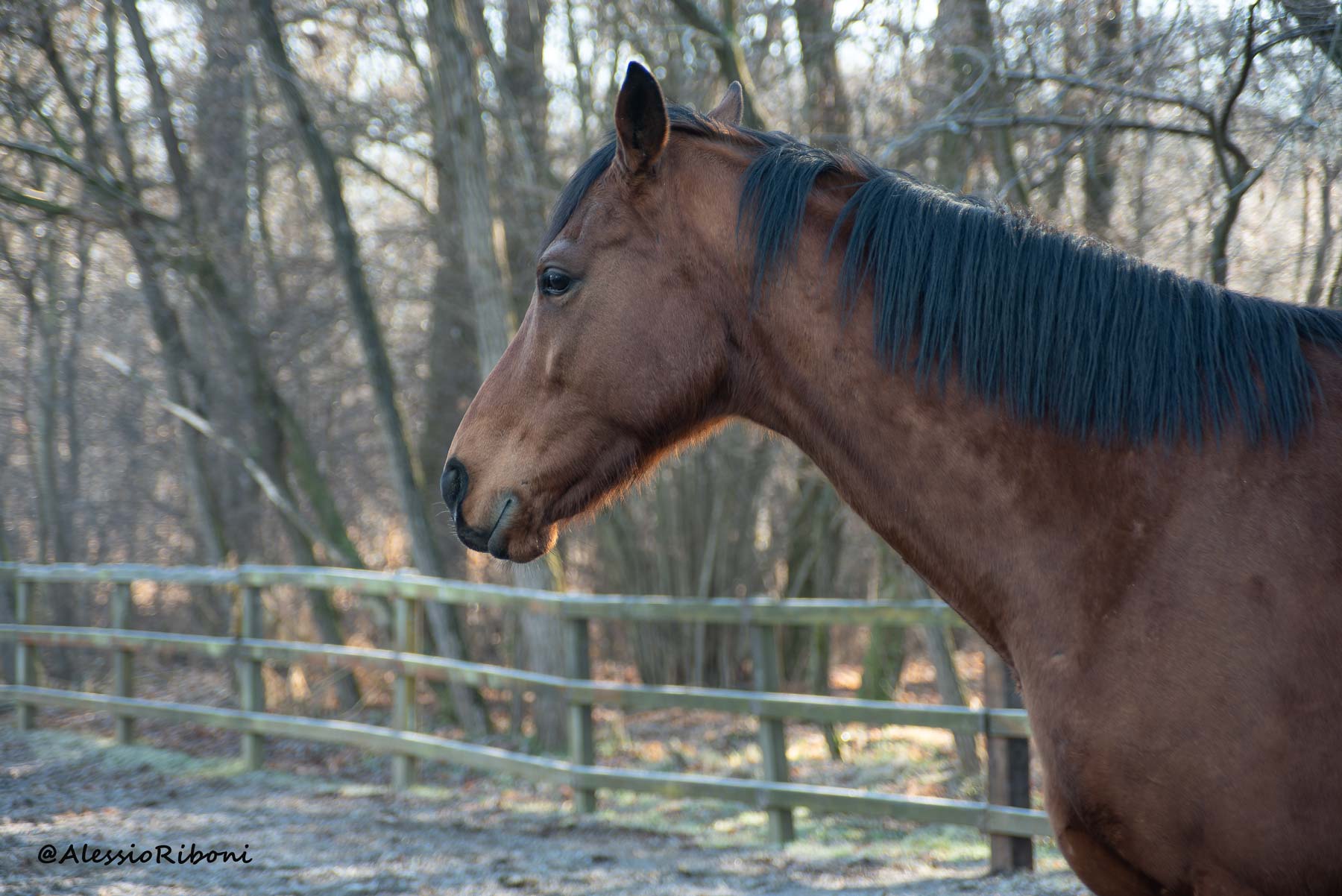 cavallo
