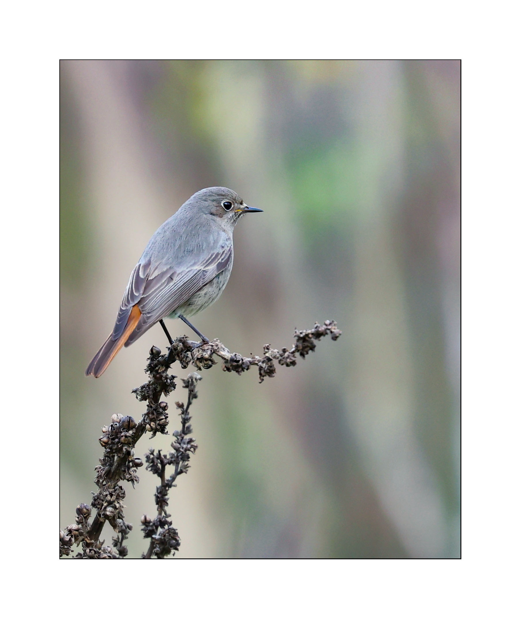 Codirosso spazzacamino