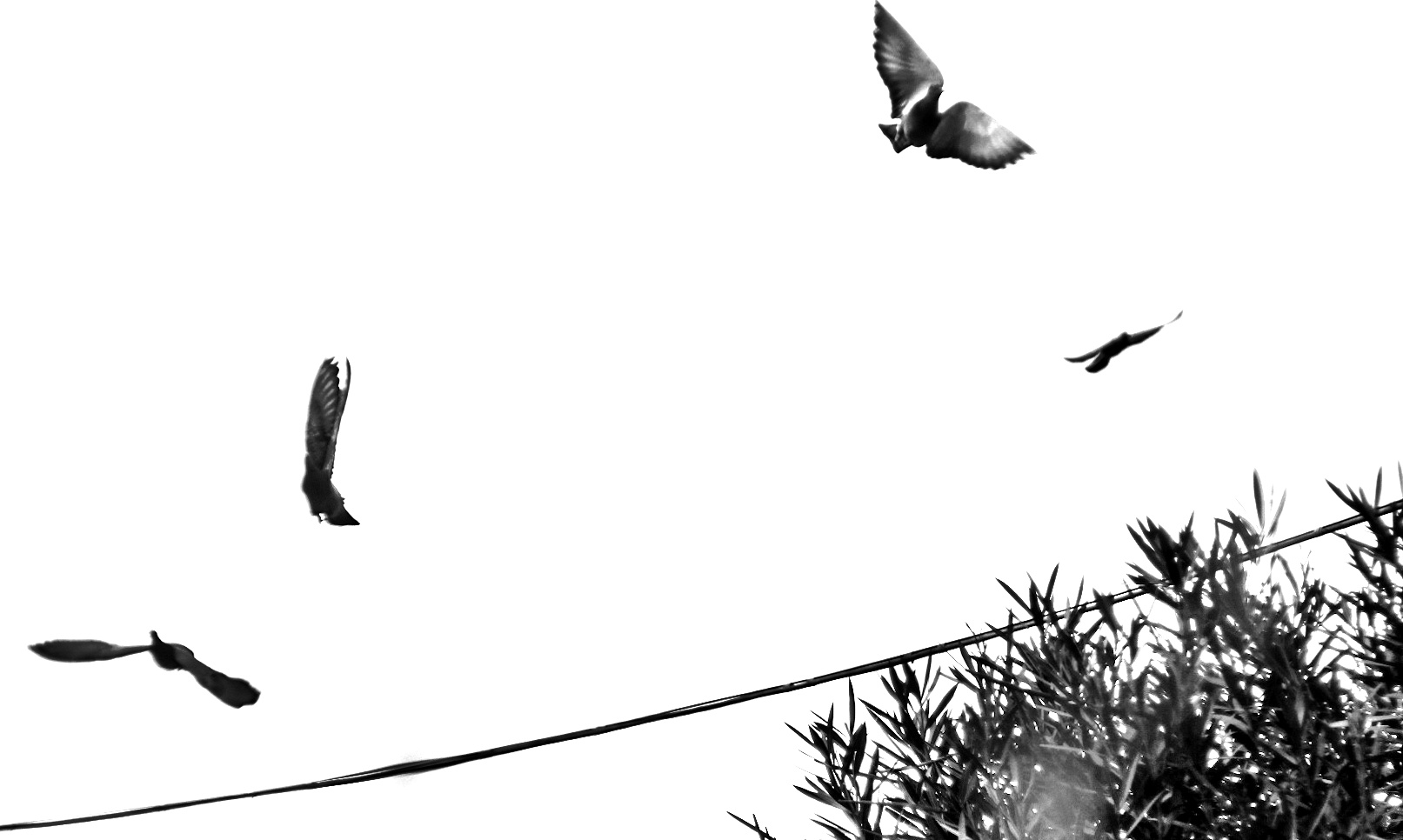 Birds