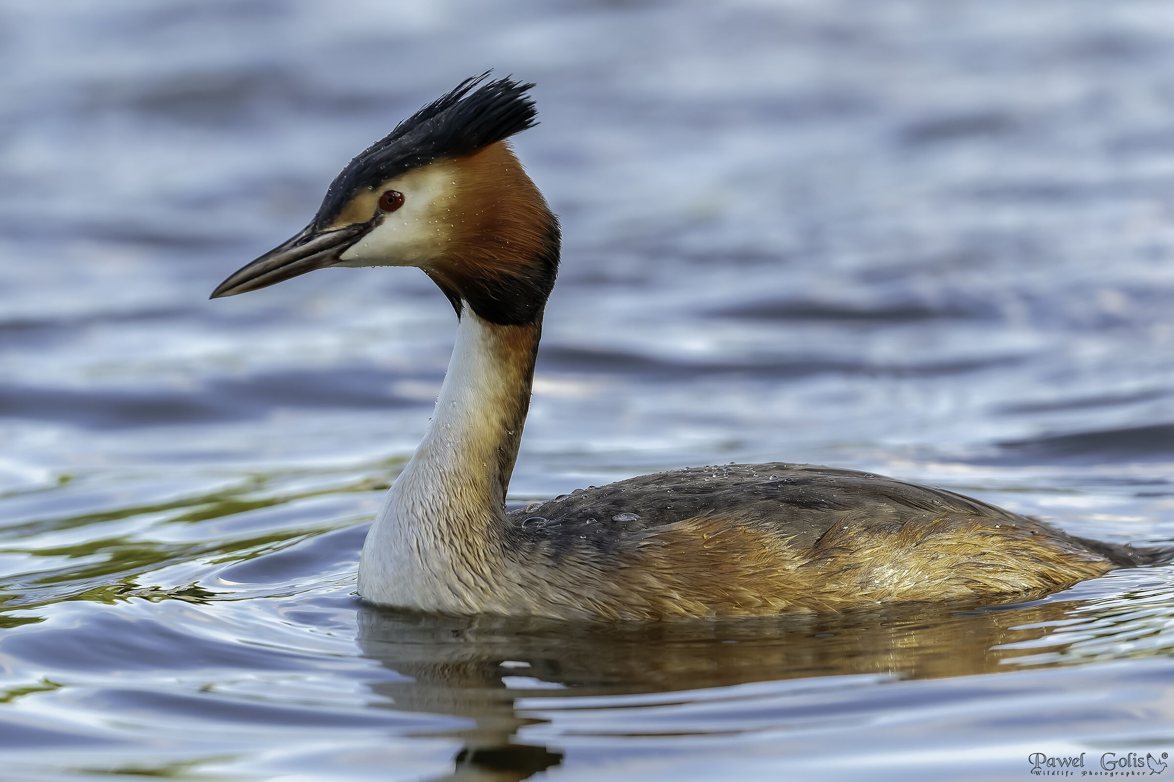 Svasso maggiore (Podiceps cristatus)