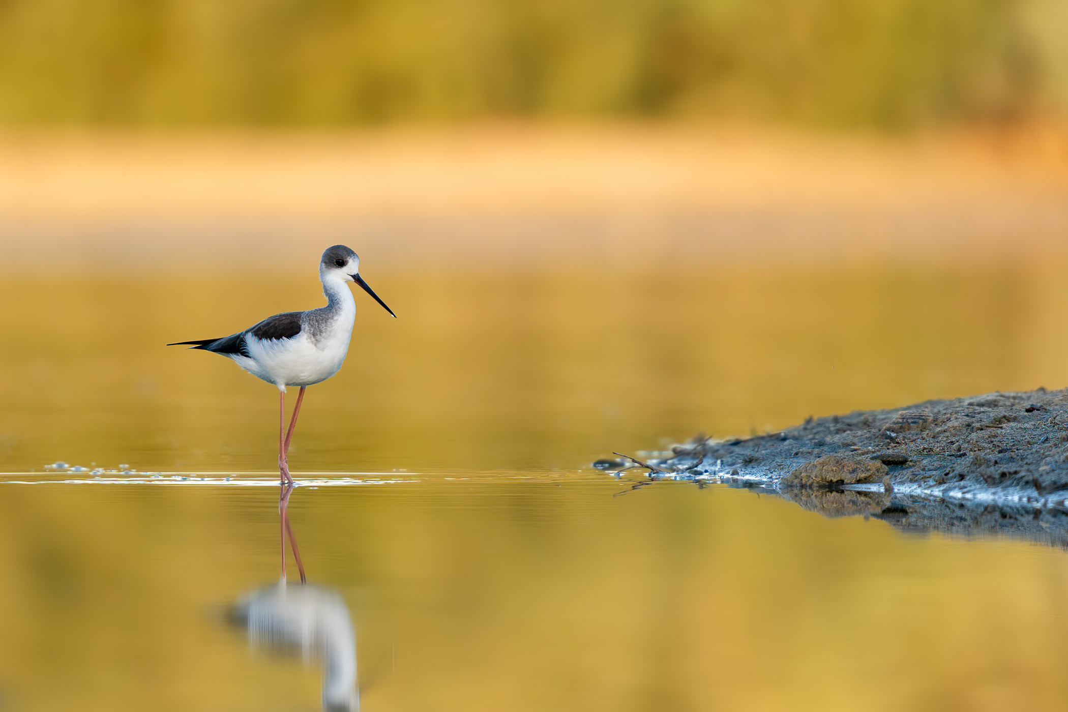 Cavaliere d'Italia (Himantopus himantopus)