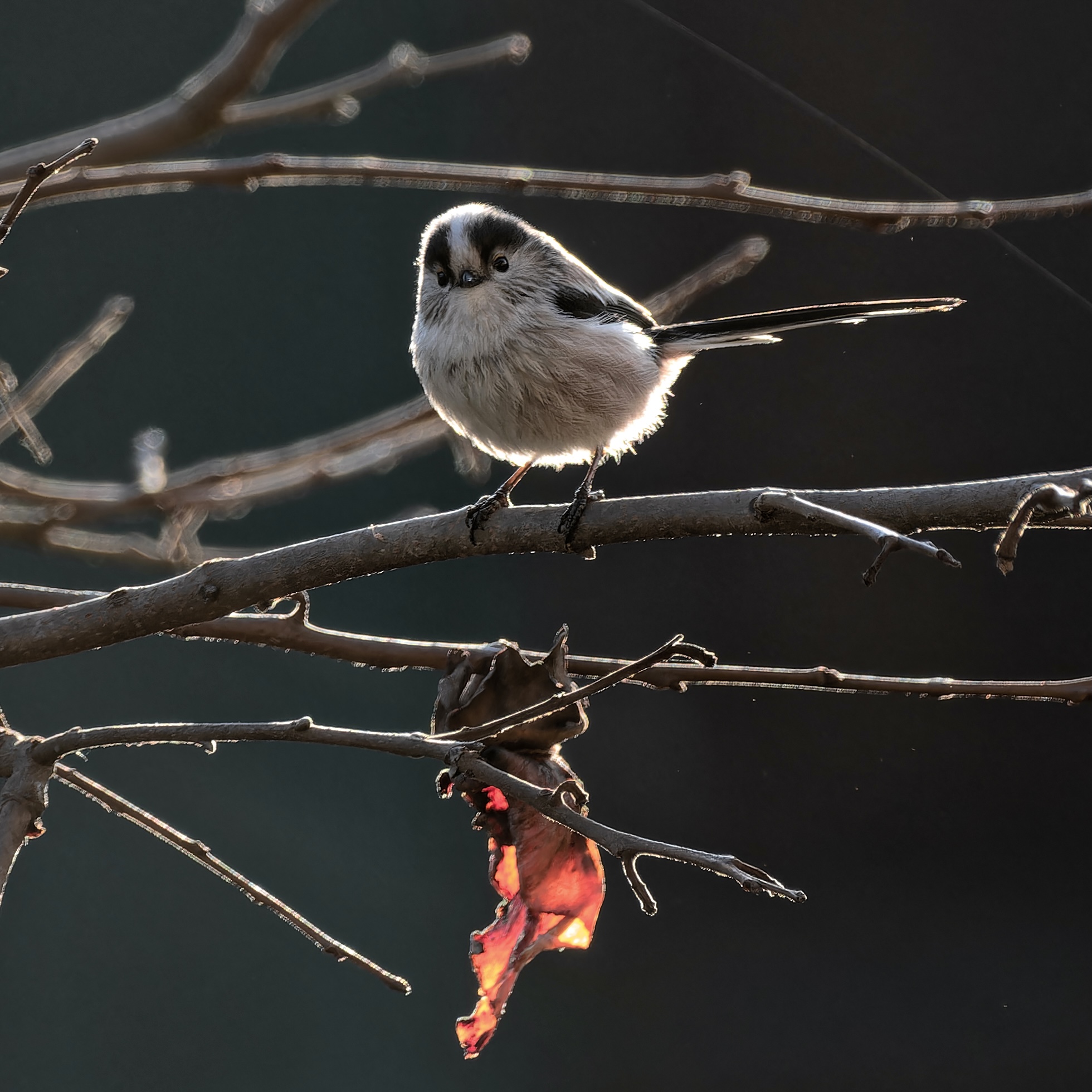 Long-tailed