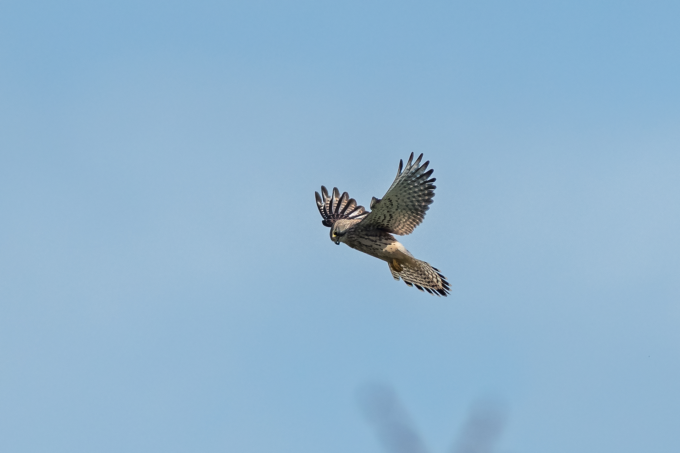 Kestrel