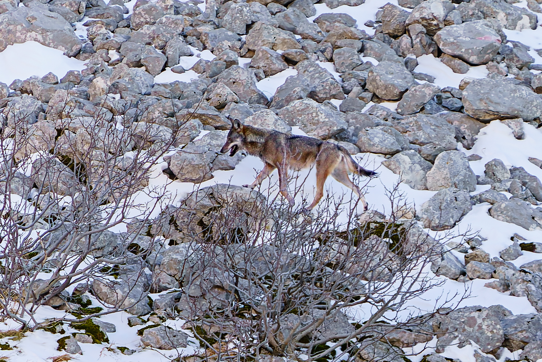 Lupo appenninico
