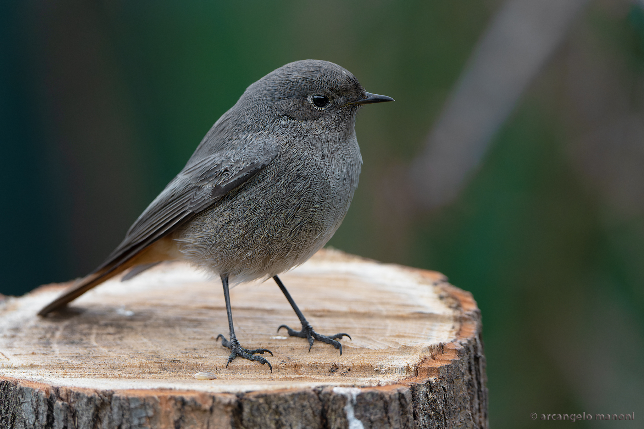 My redstart