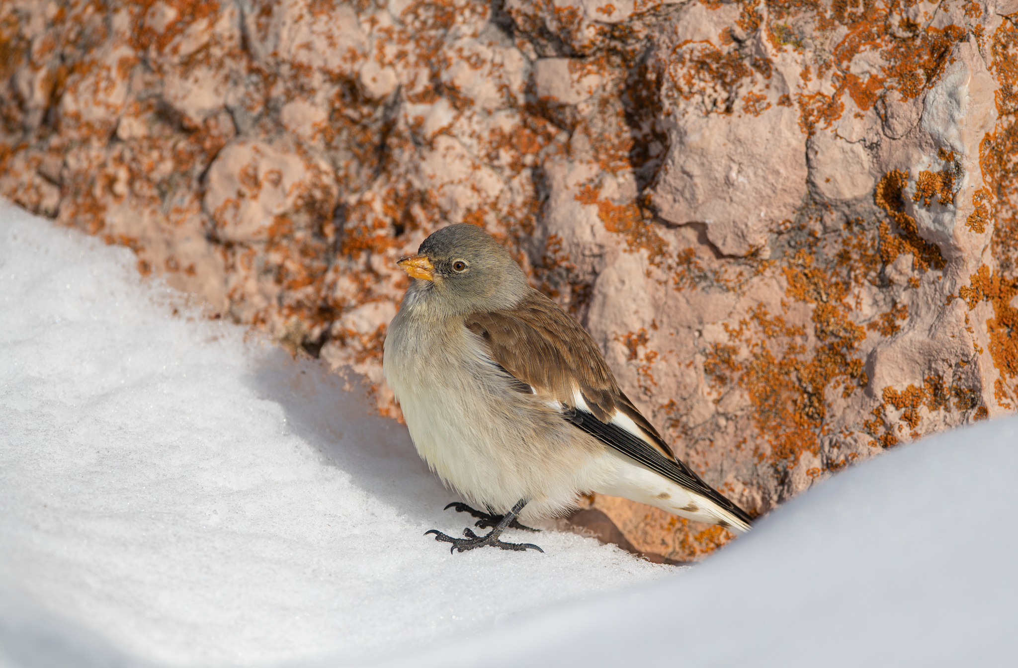 Fringuello alpino confidente