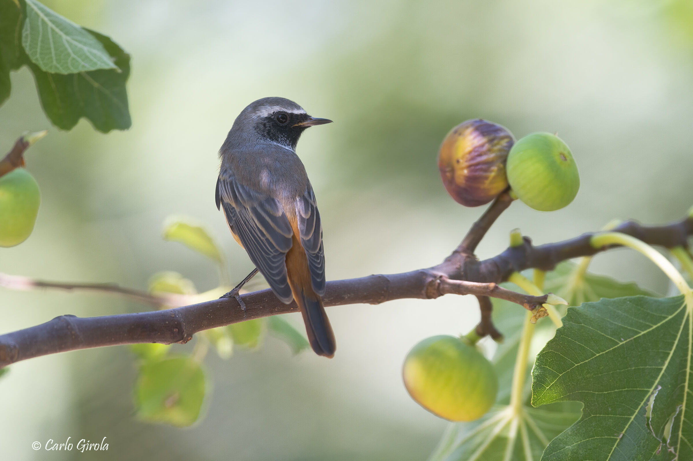 Redstart (Phoenicurus phoenicurus)
