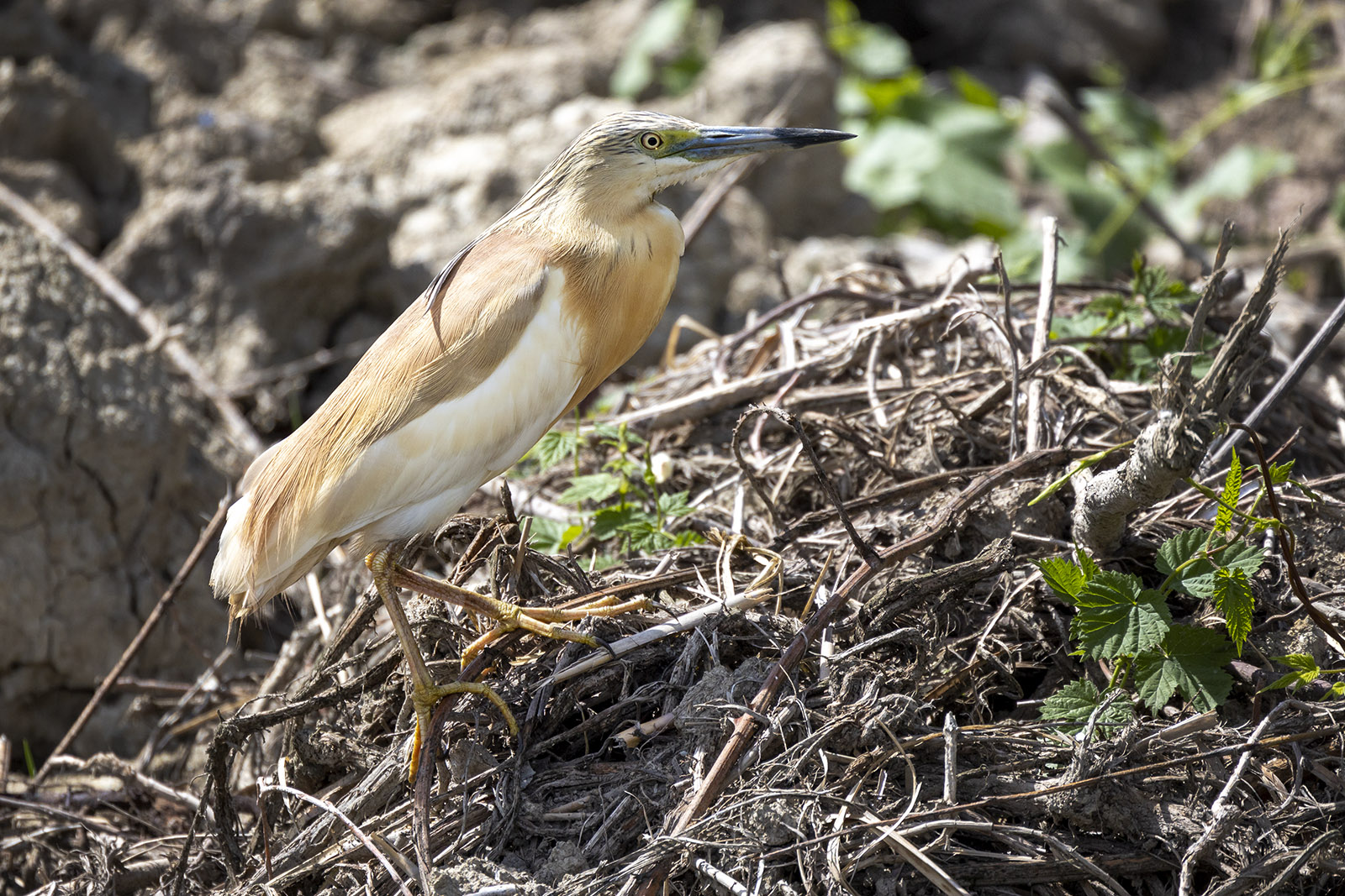 Sgarza ciuffetto (Ardeola Ralloides)