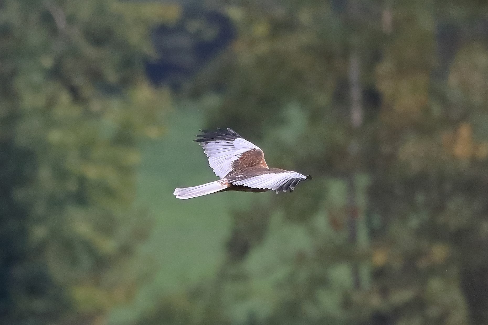 Falco di palude 12-10-2022