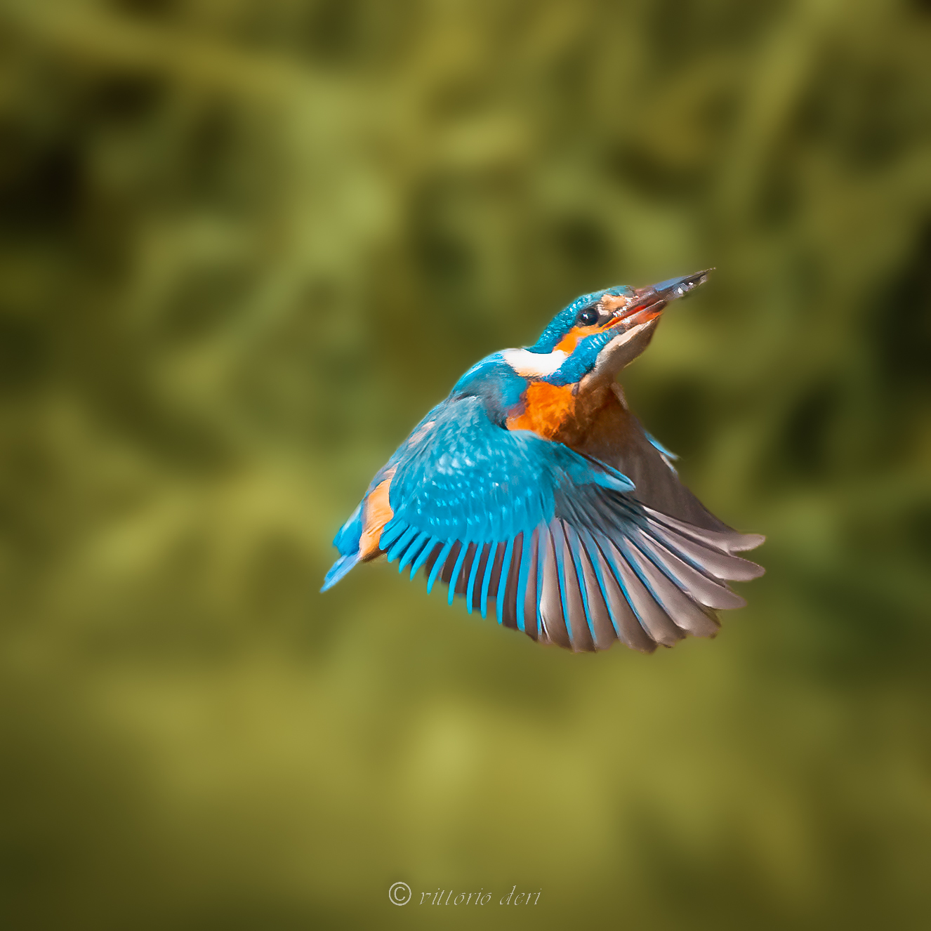 kingfisher