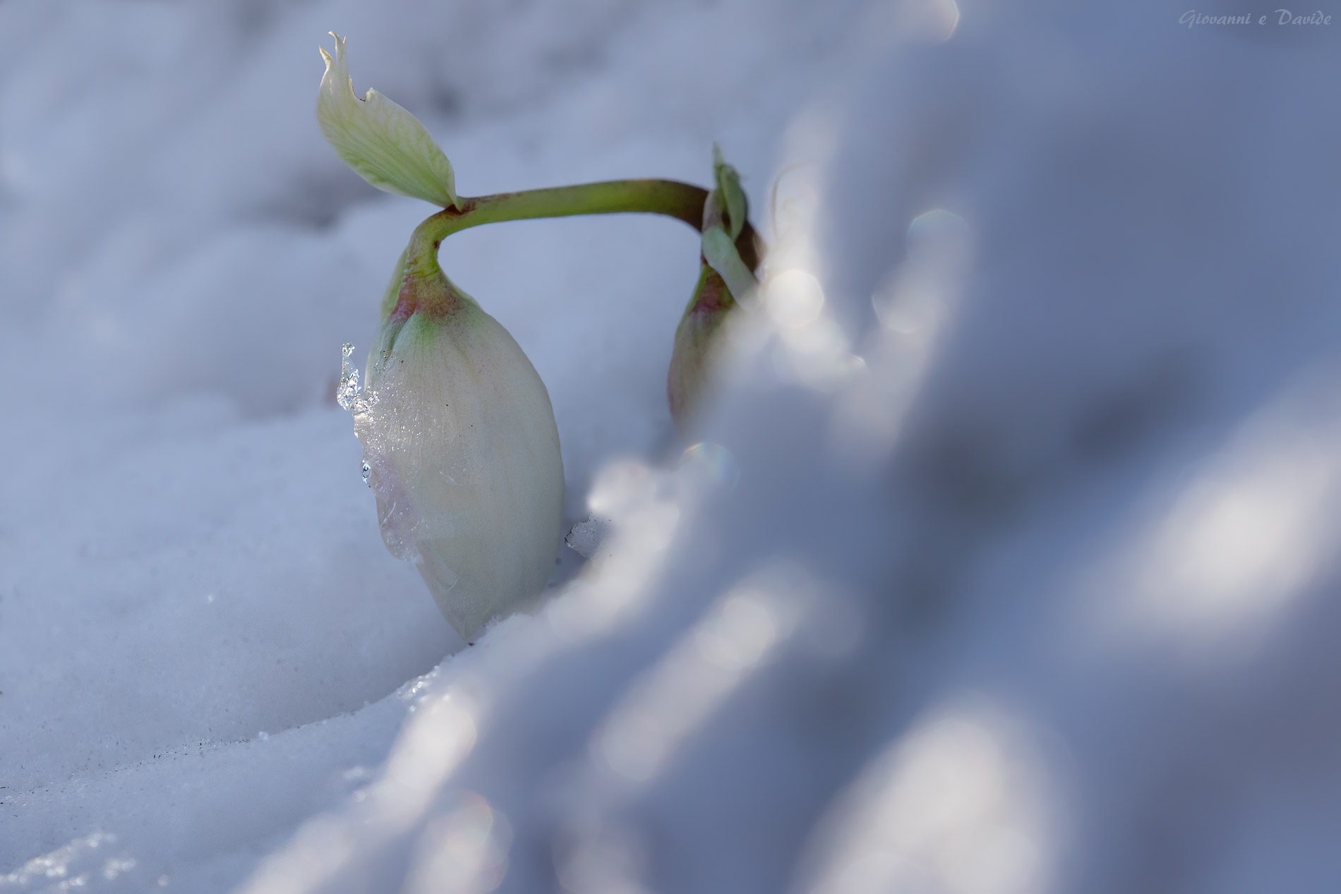... Bent by snow ...