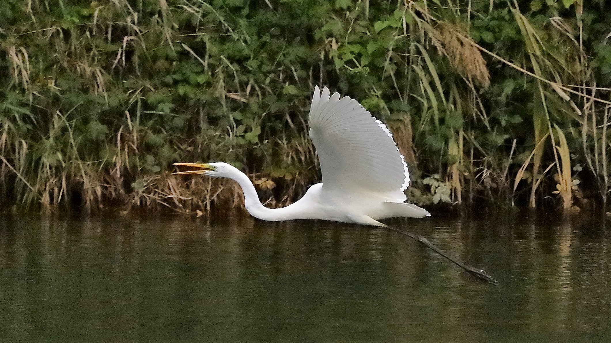 airone BM 12 novembre 2022