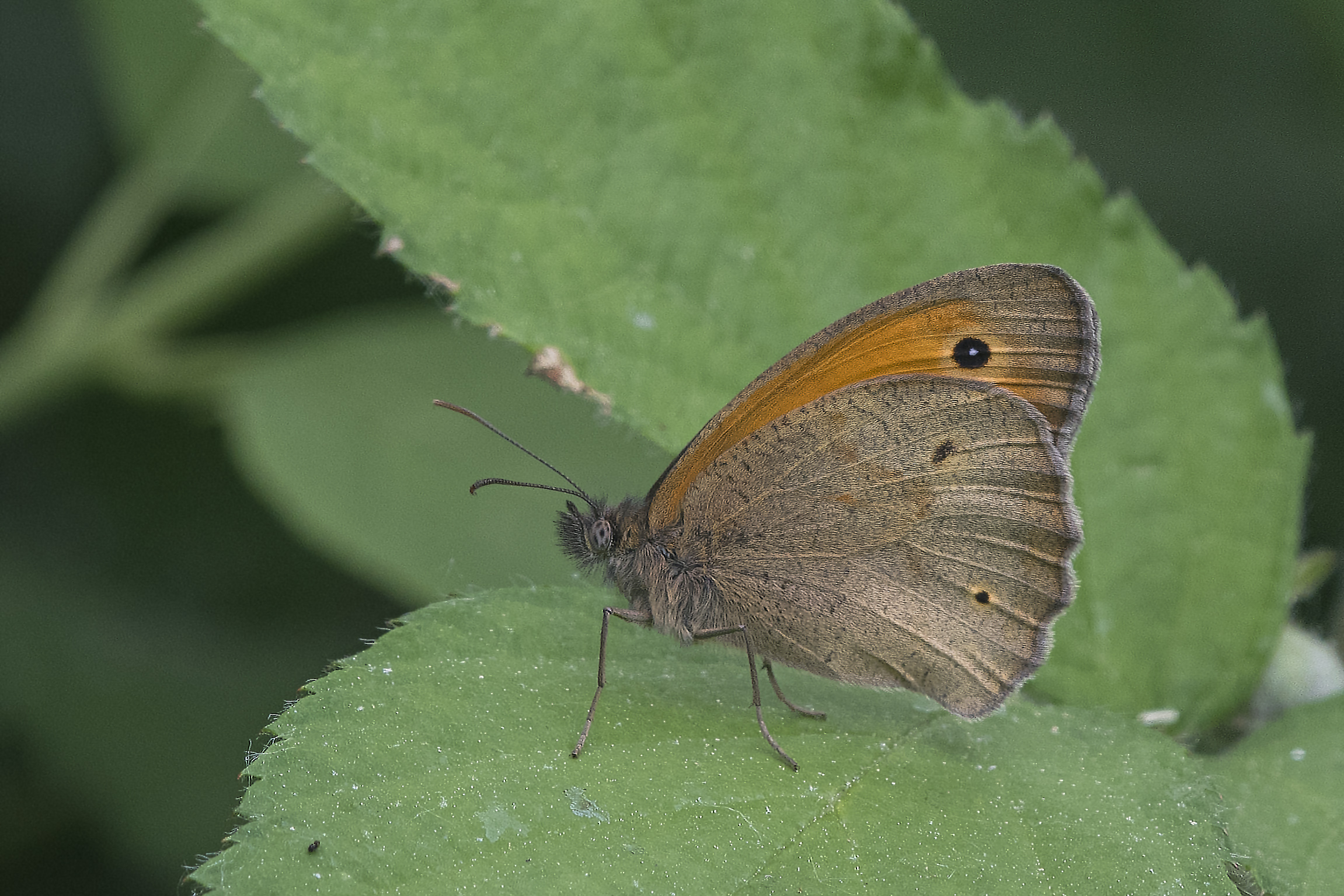 Common maniiola - Maniola jurtina (Linnaeus, 1758)