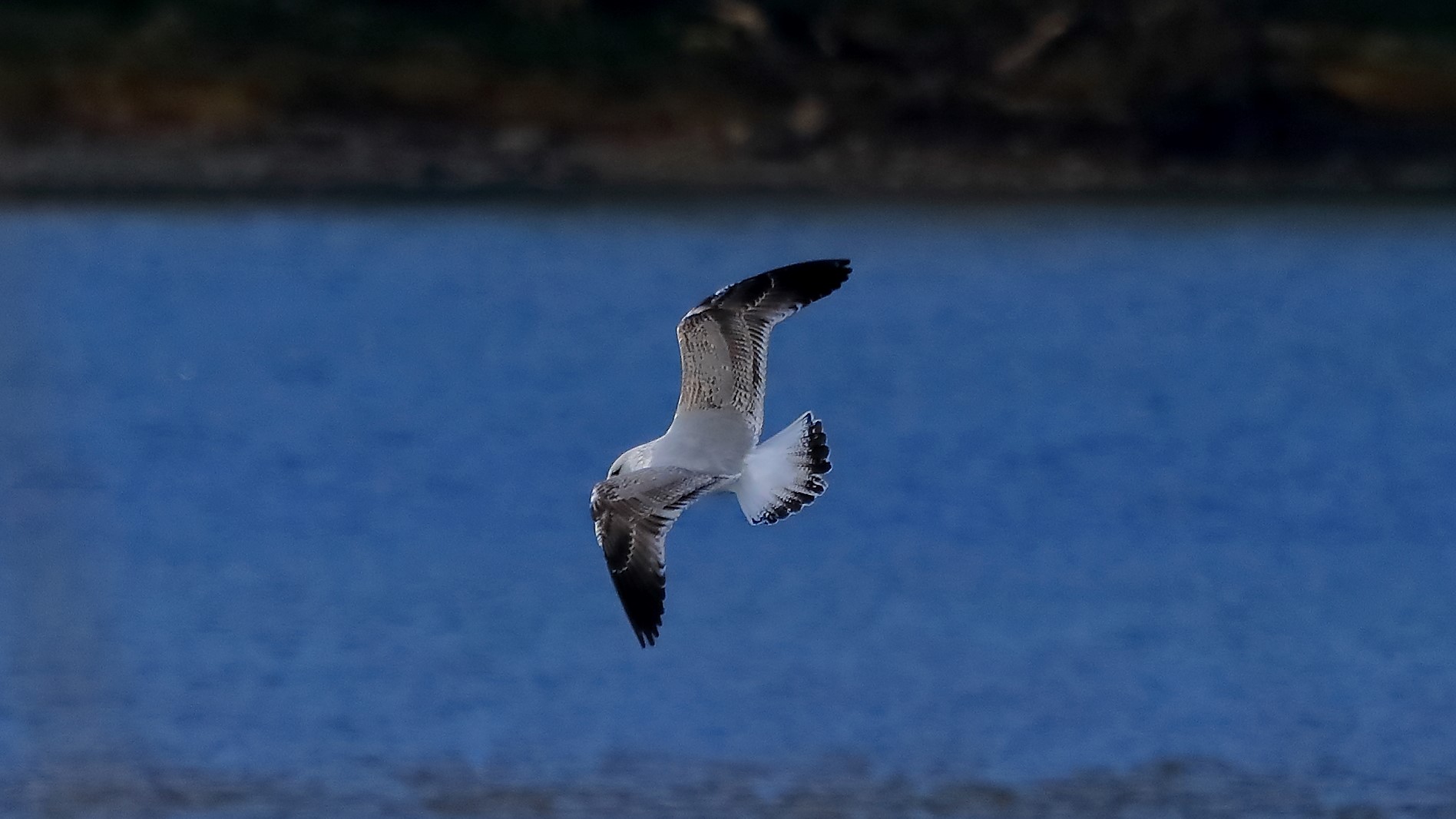 Gabbiano reale 27-11-2022