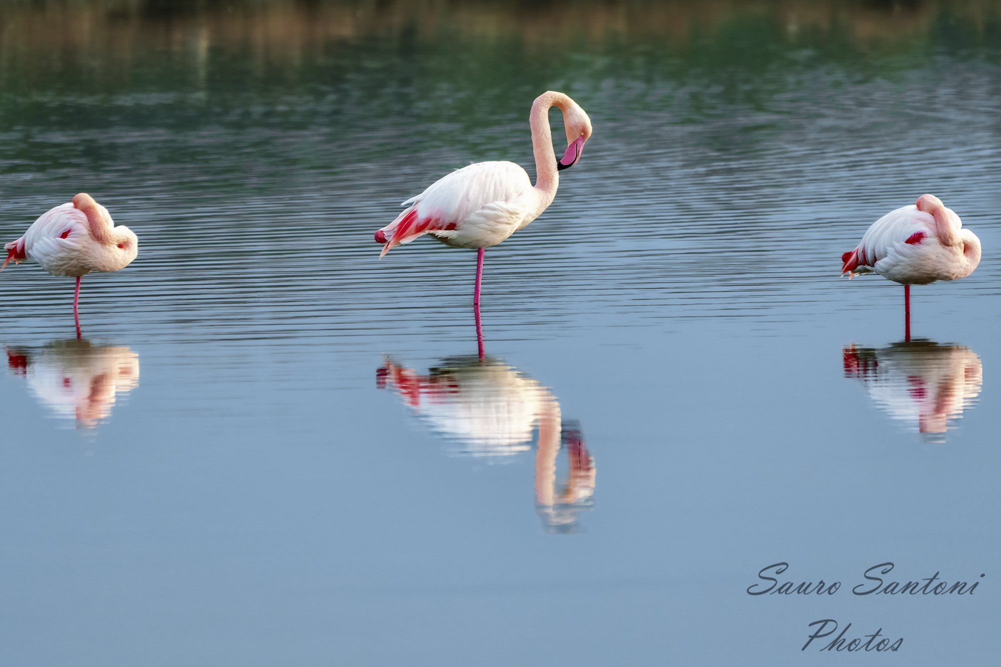 Il fenicottero sta facendo passare di moda pure l'unico