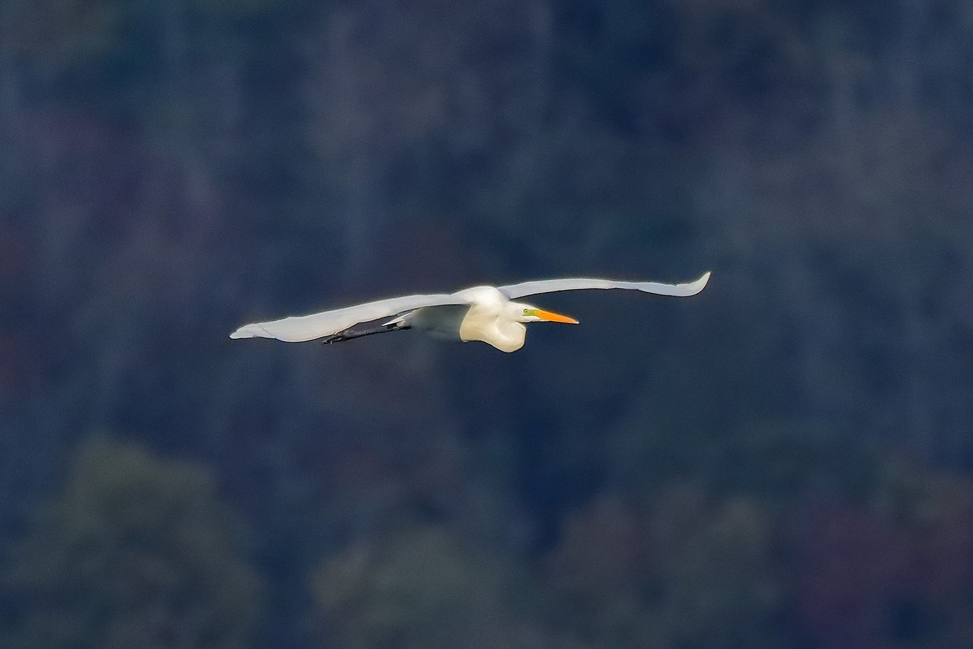 Airone BM 27-11-2022