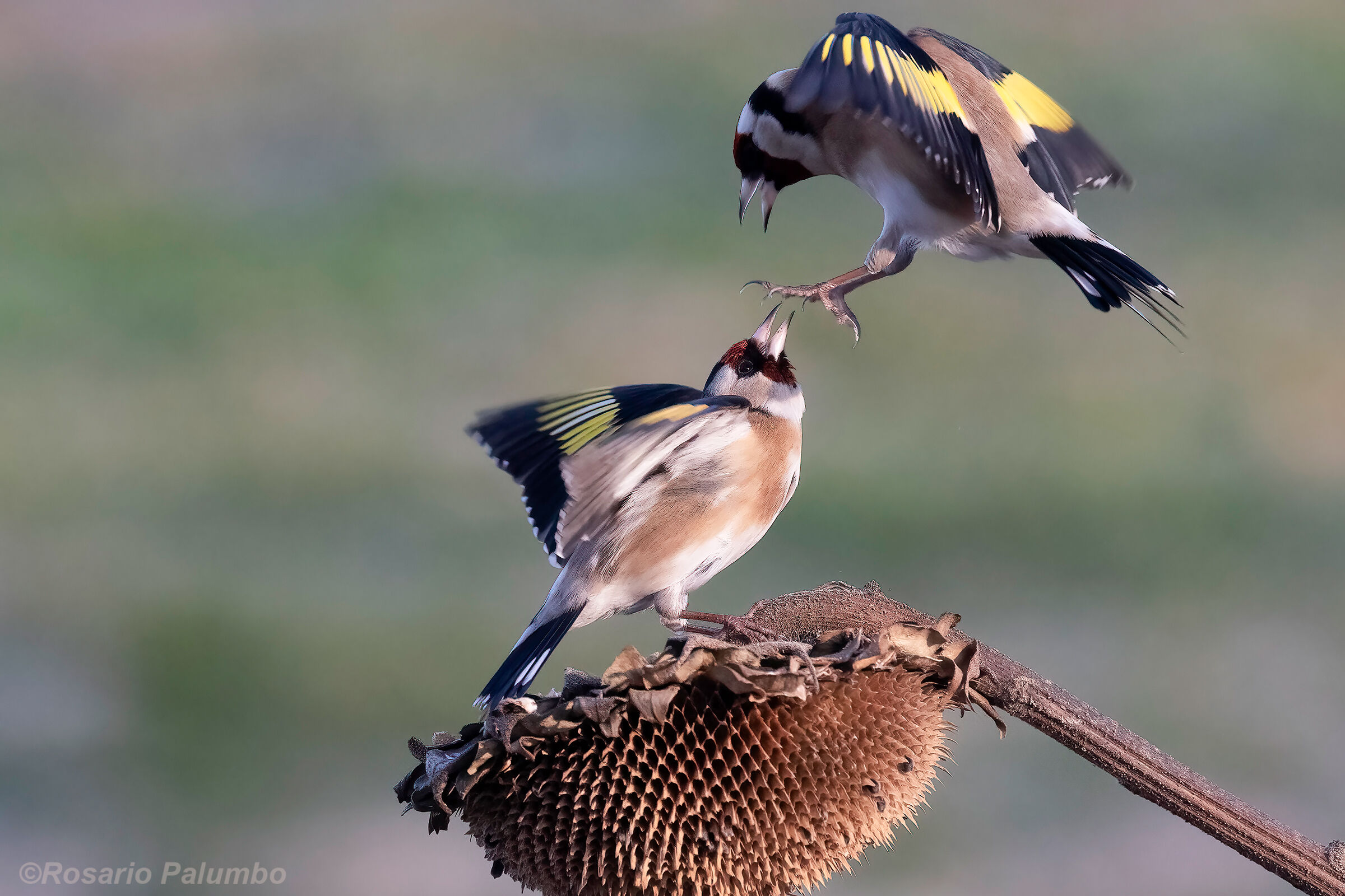 Goldfinches