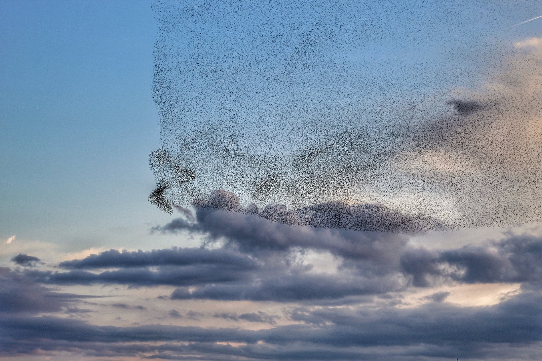 Starlings and clouds