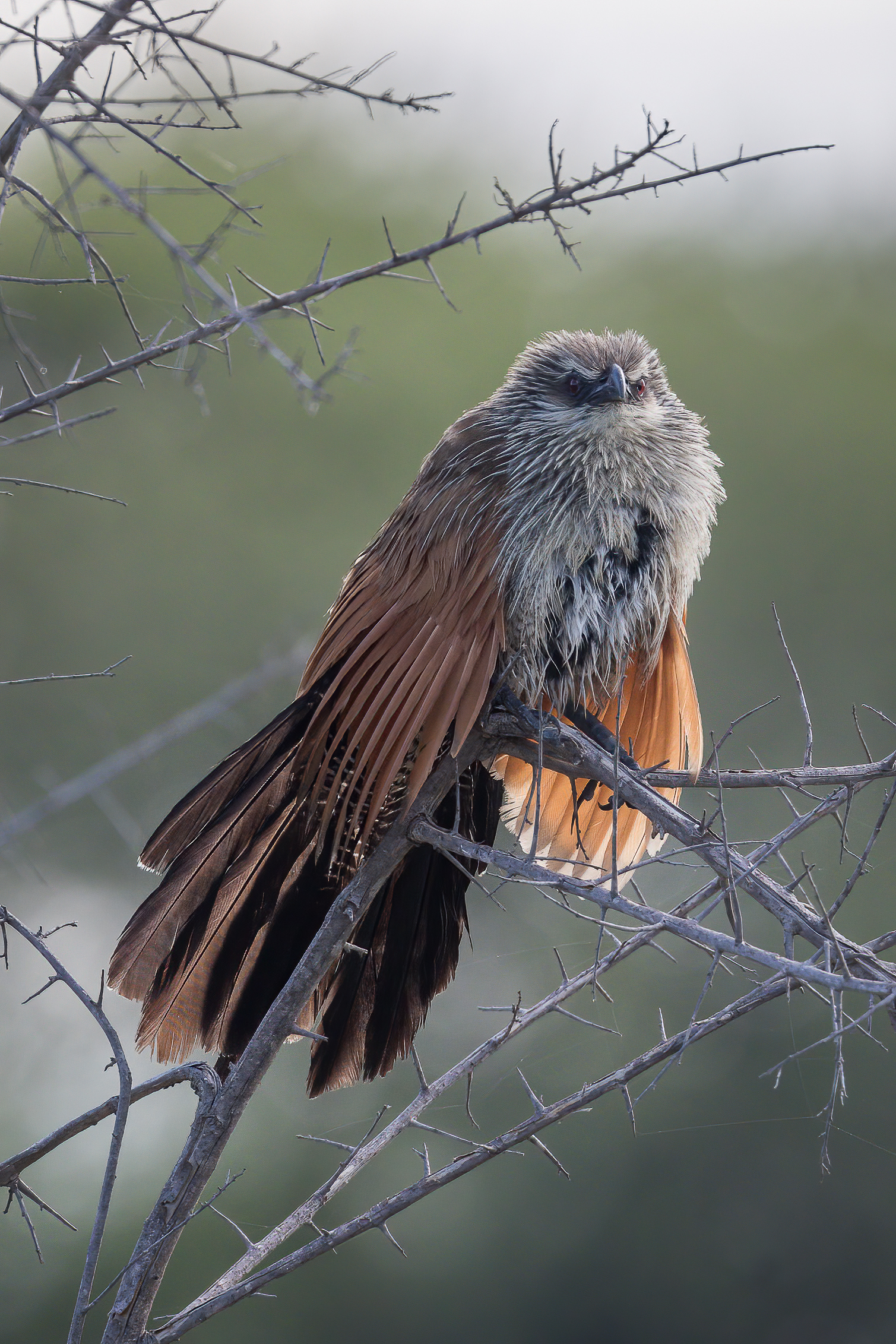 White-browed cucal - Tanzania Serengeti N.P.