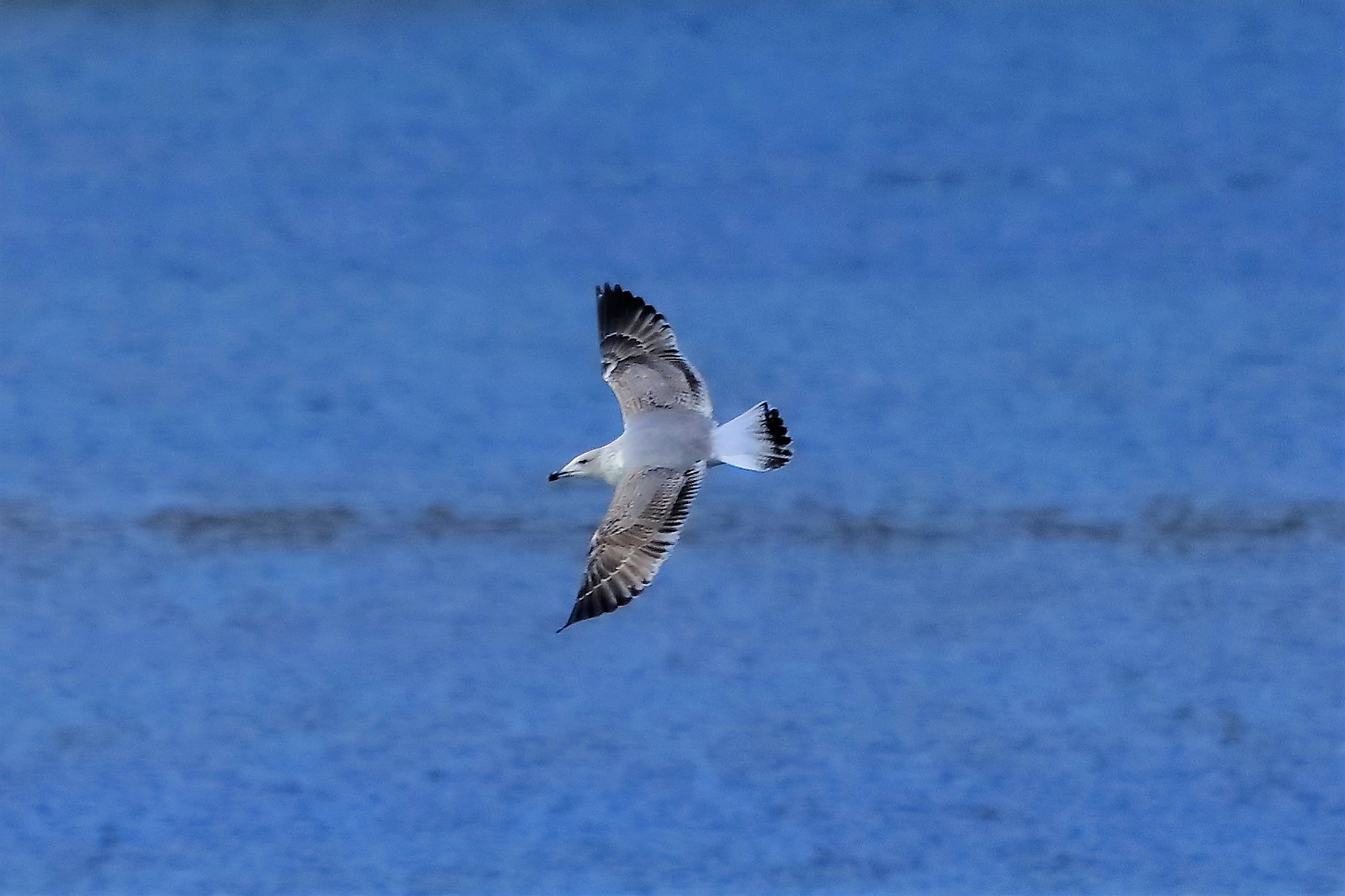 Gabbiano reale 27-11-2022