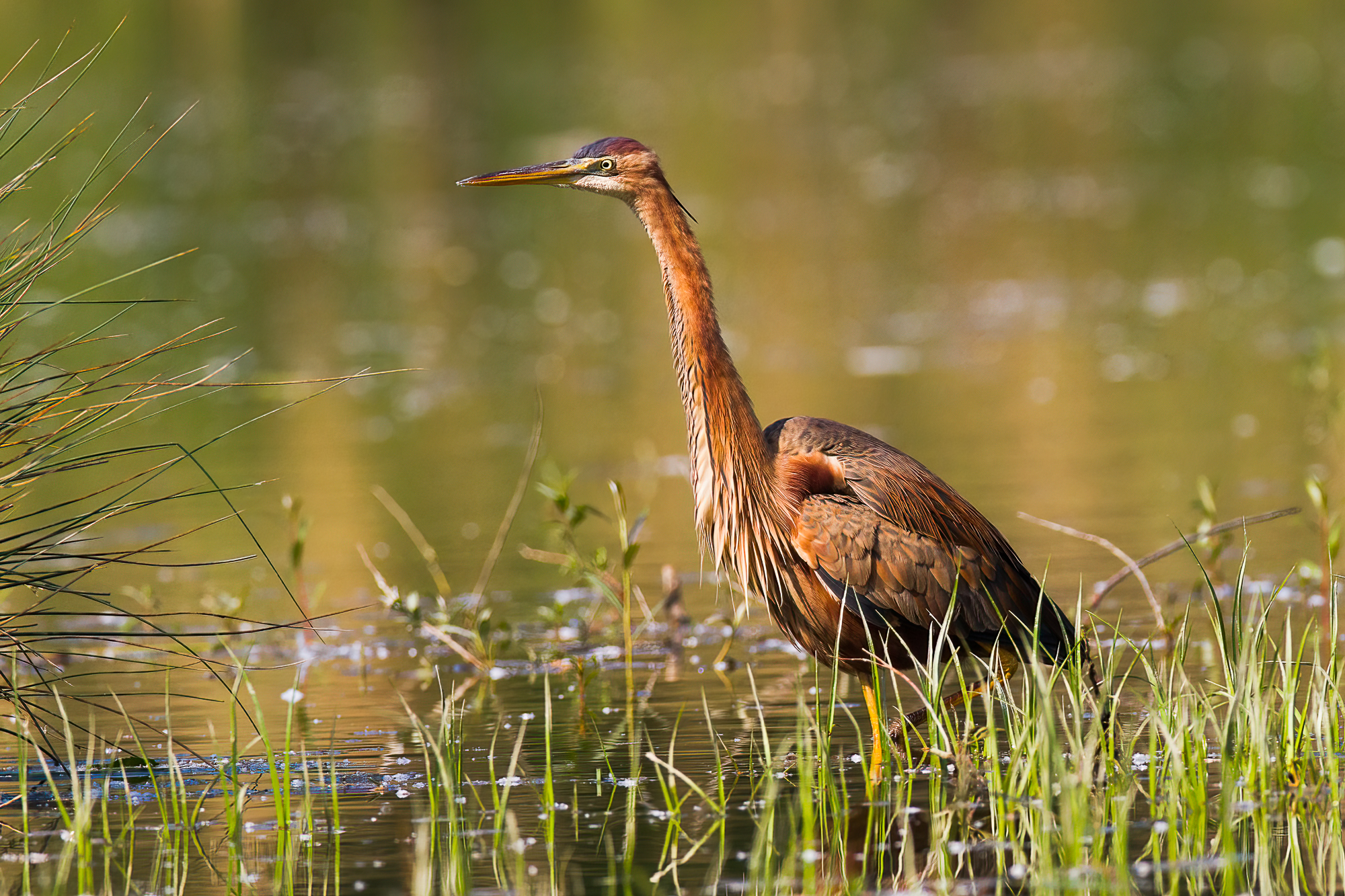 Airone rosso in Torbiera