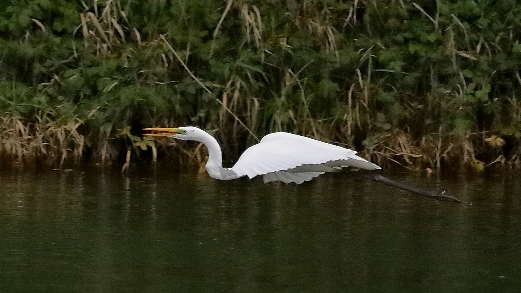 airone BM 12 novembre 2022