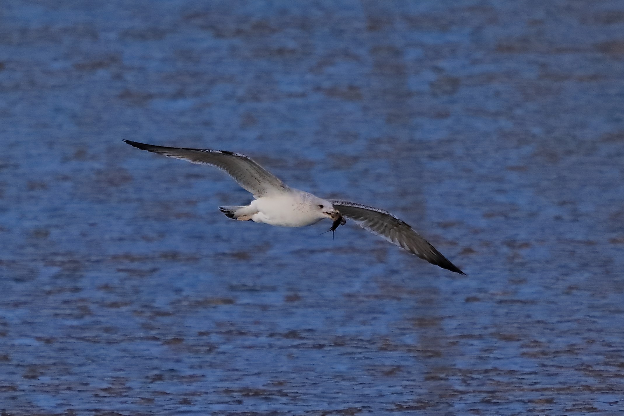 Gabbiano reale 27-11-2022