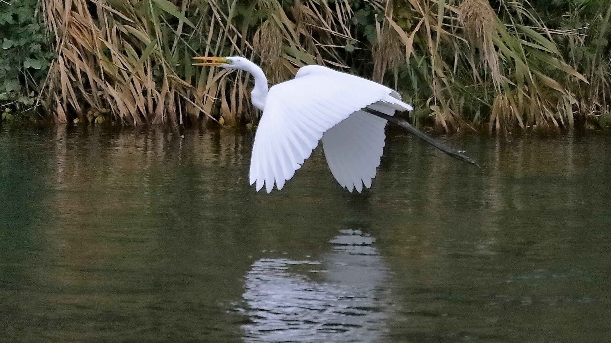 airone BM 12 novembre 2022