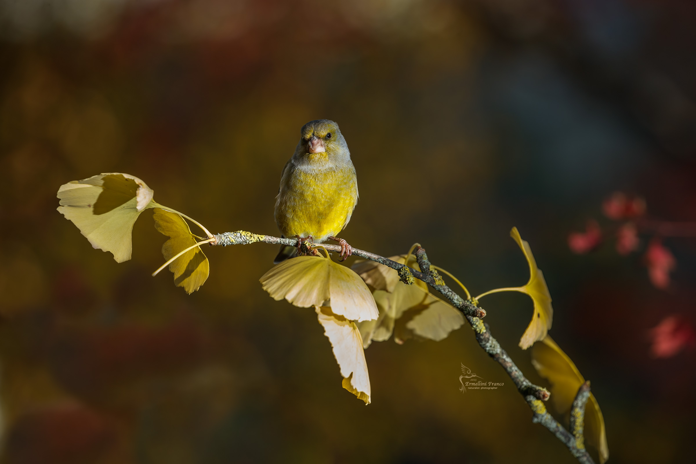 Greenfinch