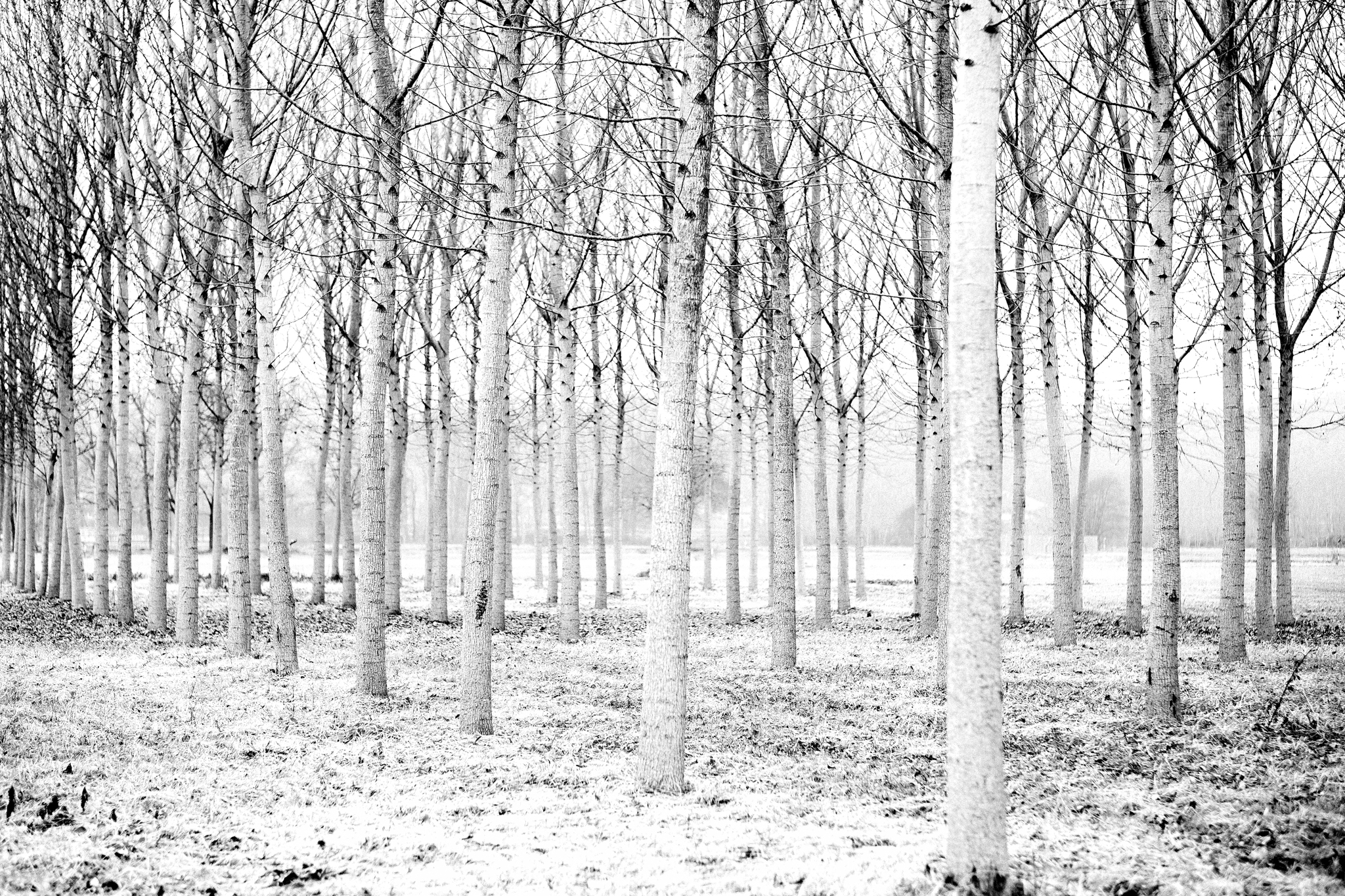 Anche i pioppi sognano