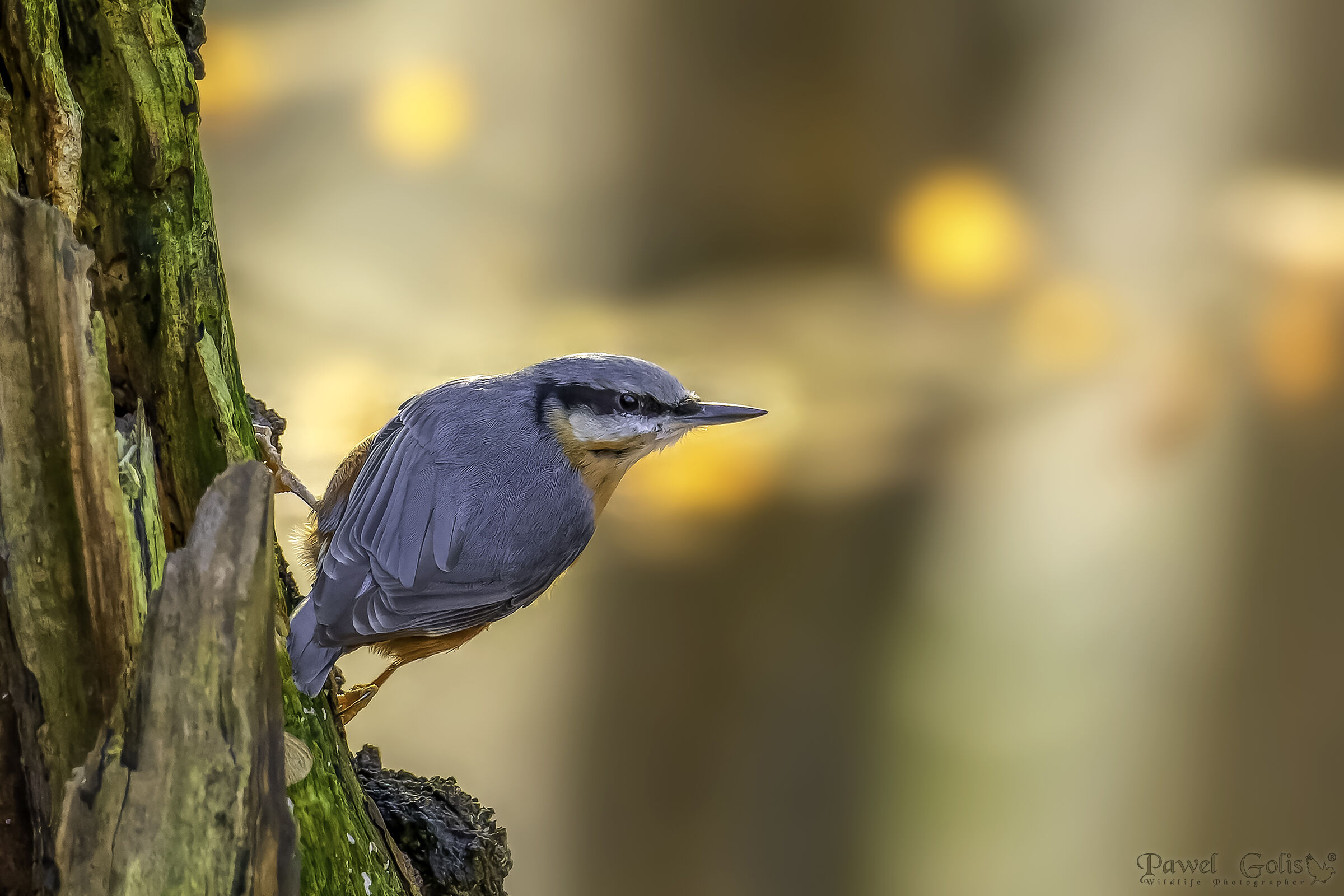 Nuthatch (Sitta europaea)