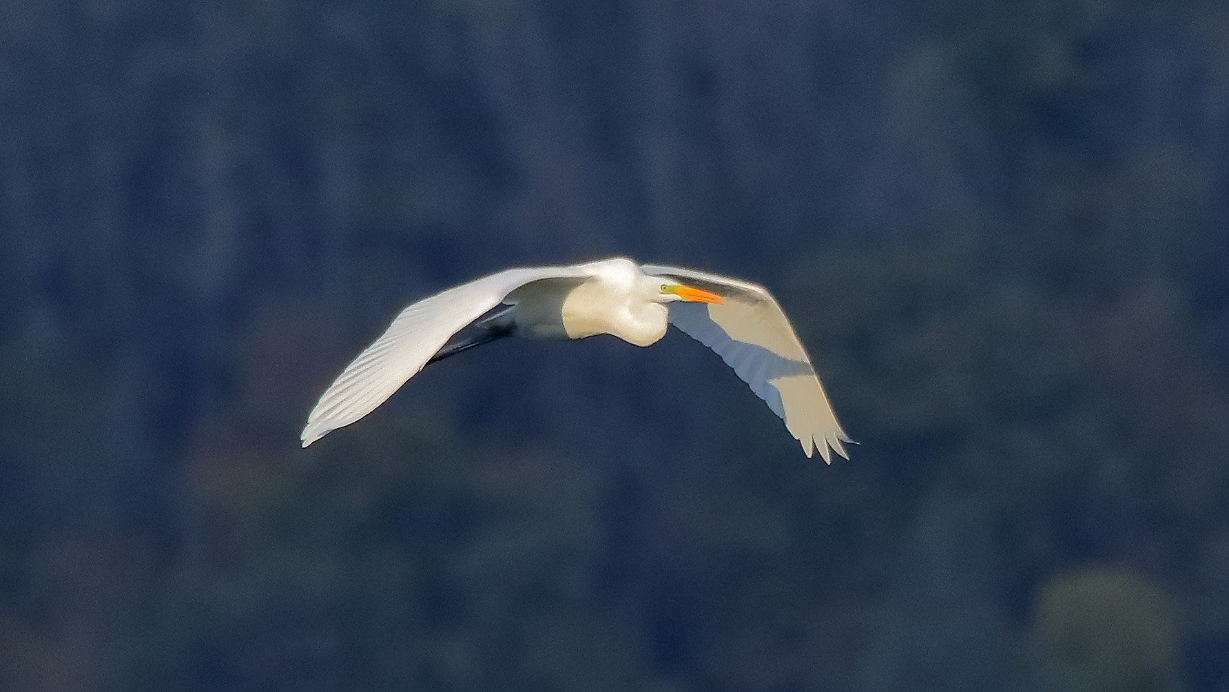 Airone BM 27-11-2022