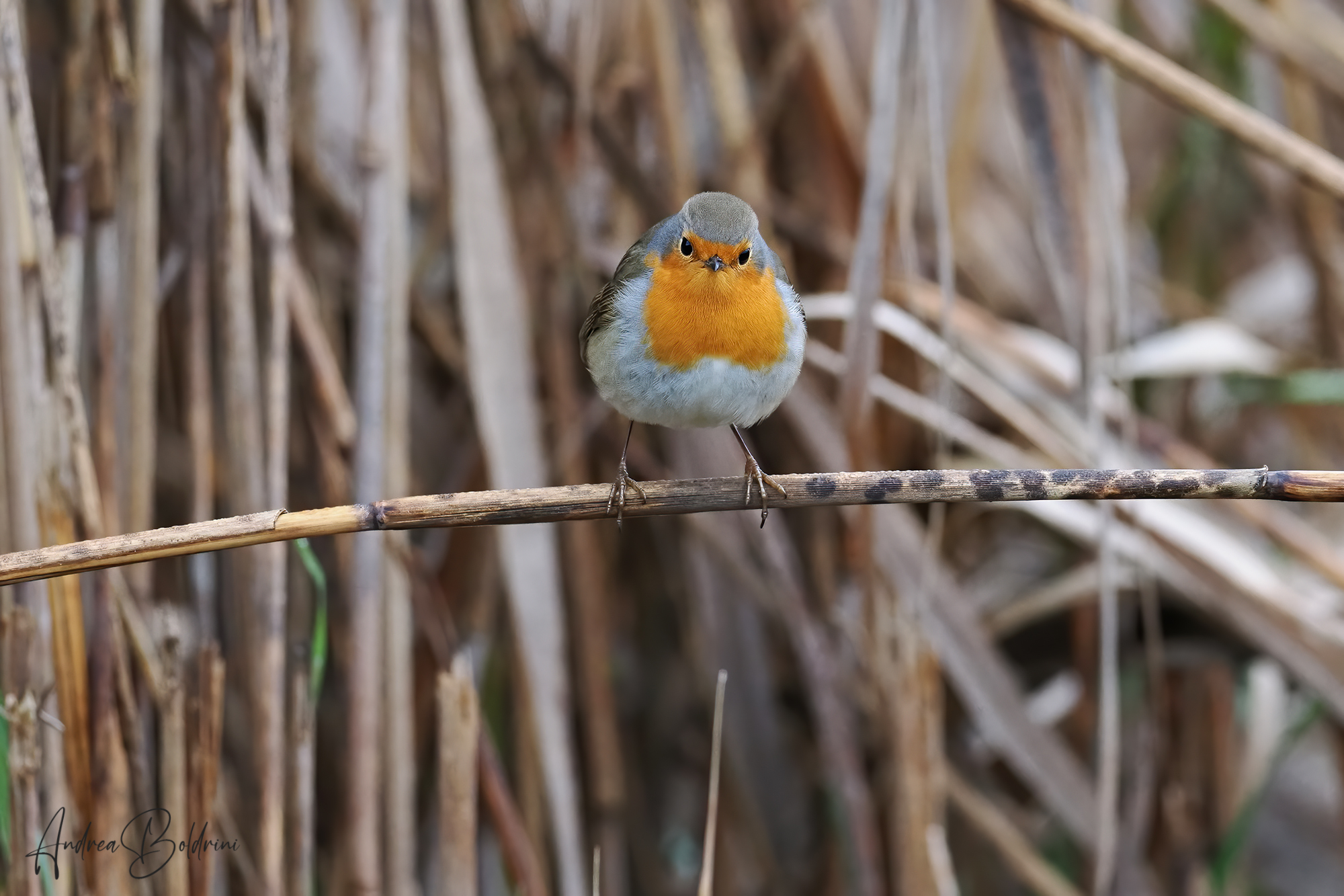 Robin infreddolito