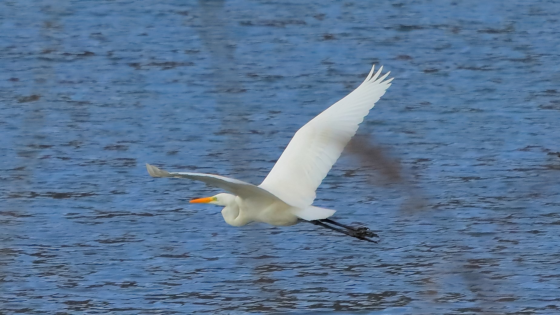 Airone BM 27-11-2022