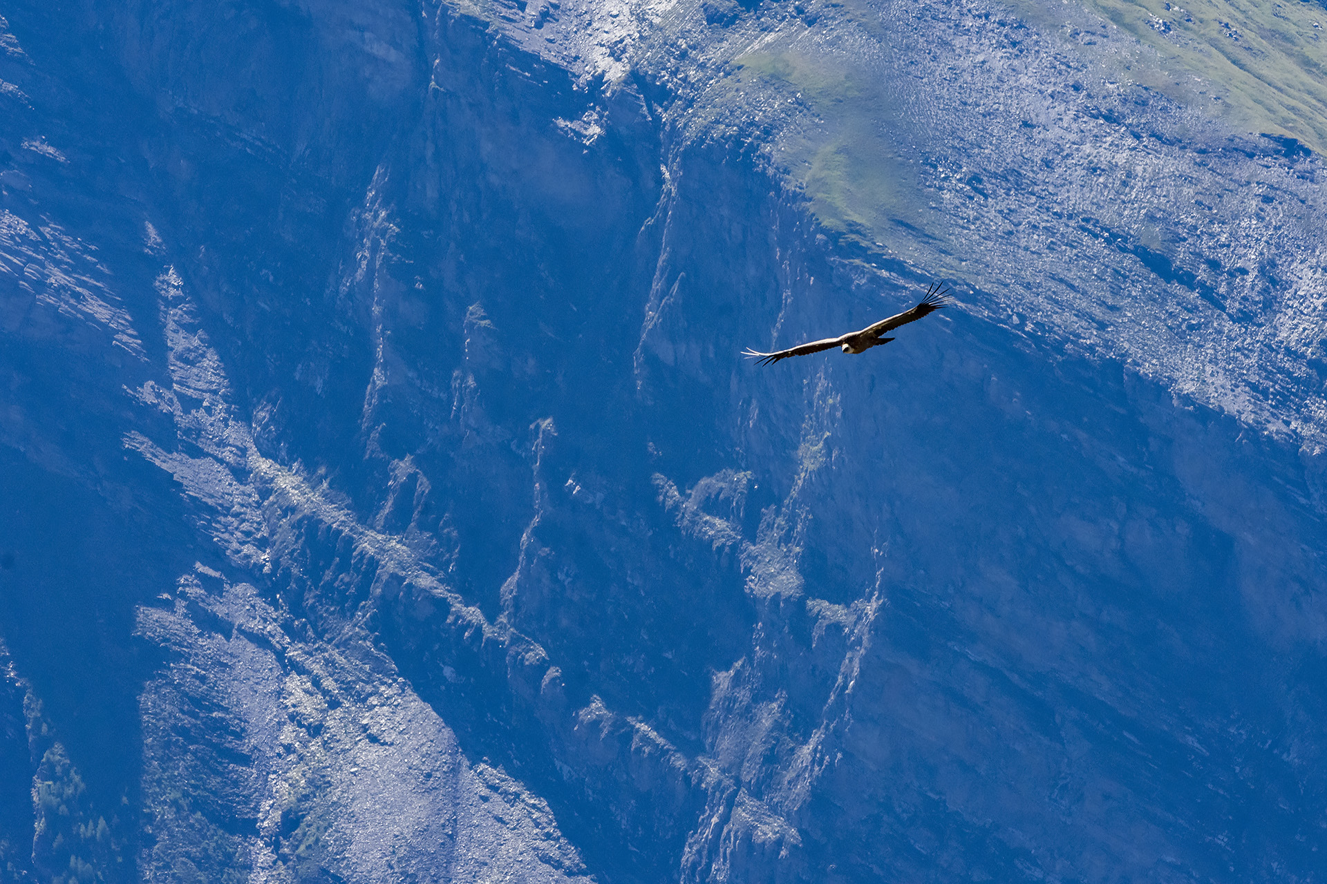 La danza dell'avvoltoio