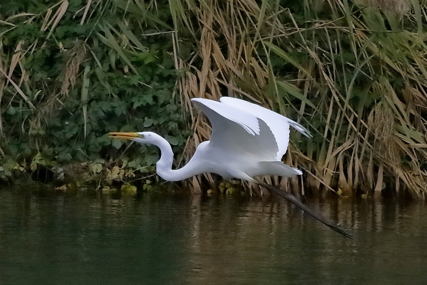 airone BM 12 novembre 2022