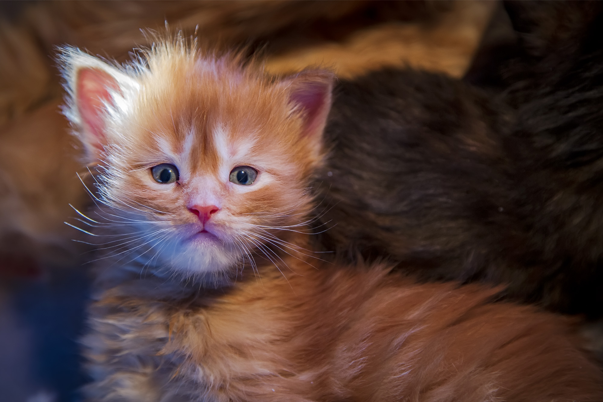 maine coon
