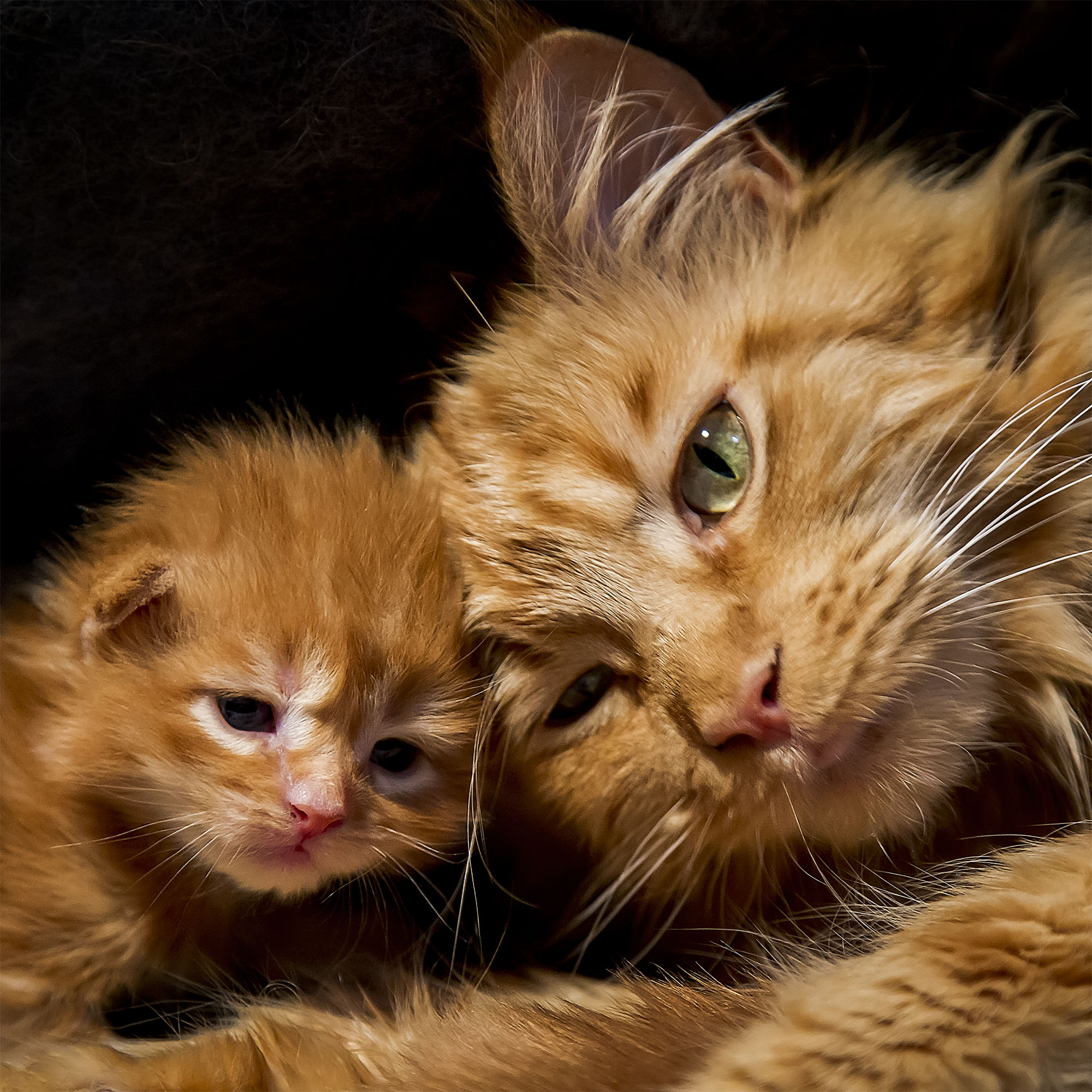 maine coon