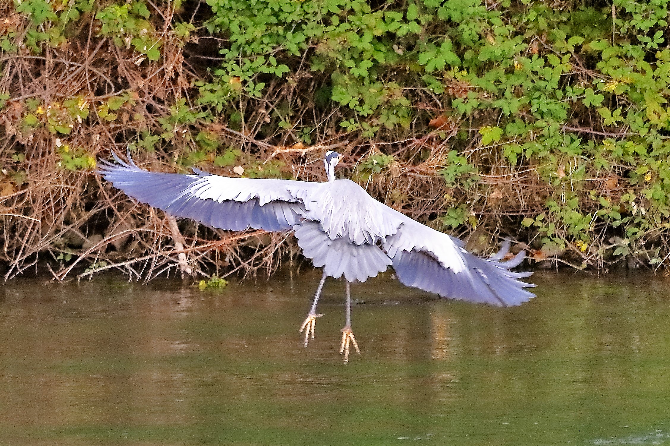 Cenerino 12 novembre 2022