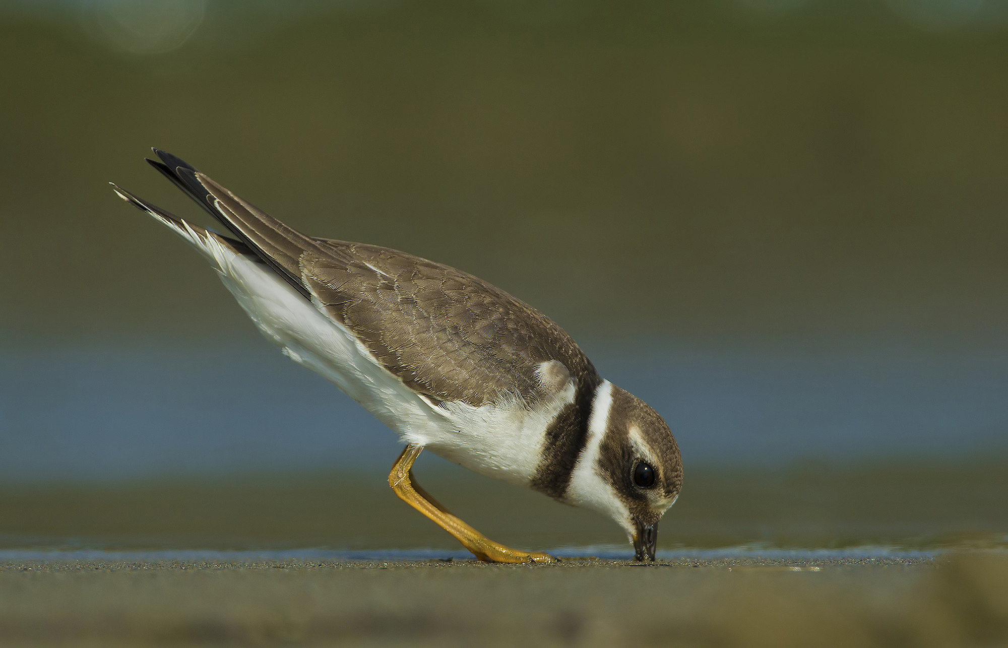 courier