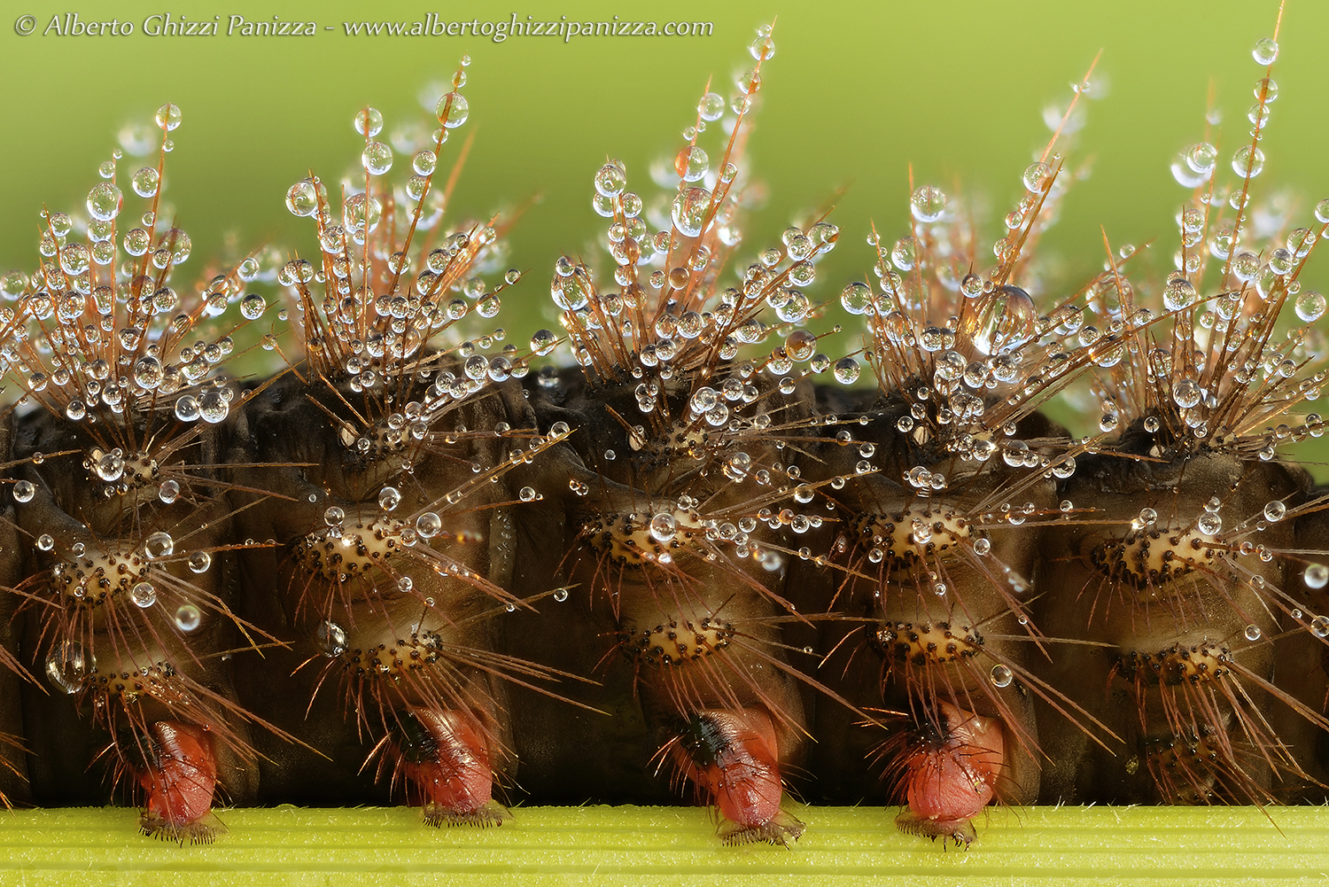 Rugiada tra le spine