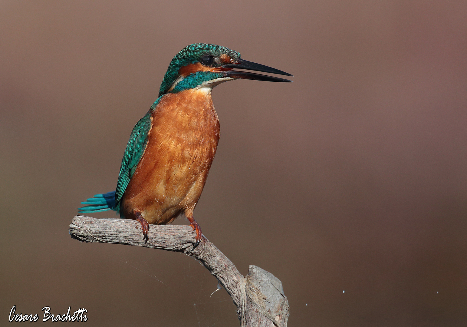 Kingfisher, late in the evening.