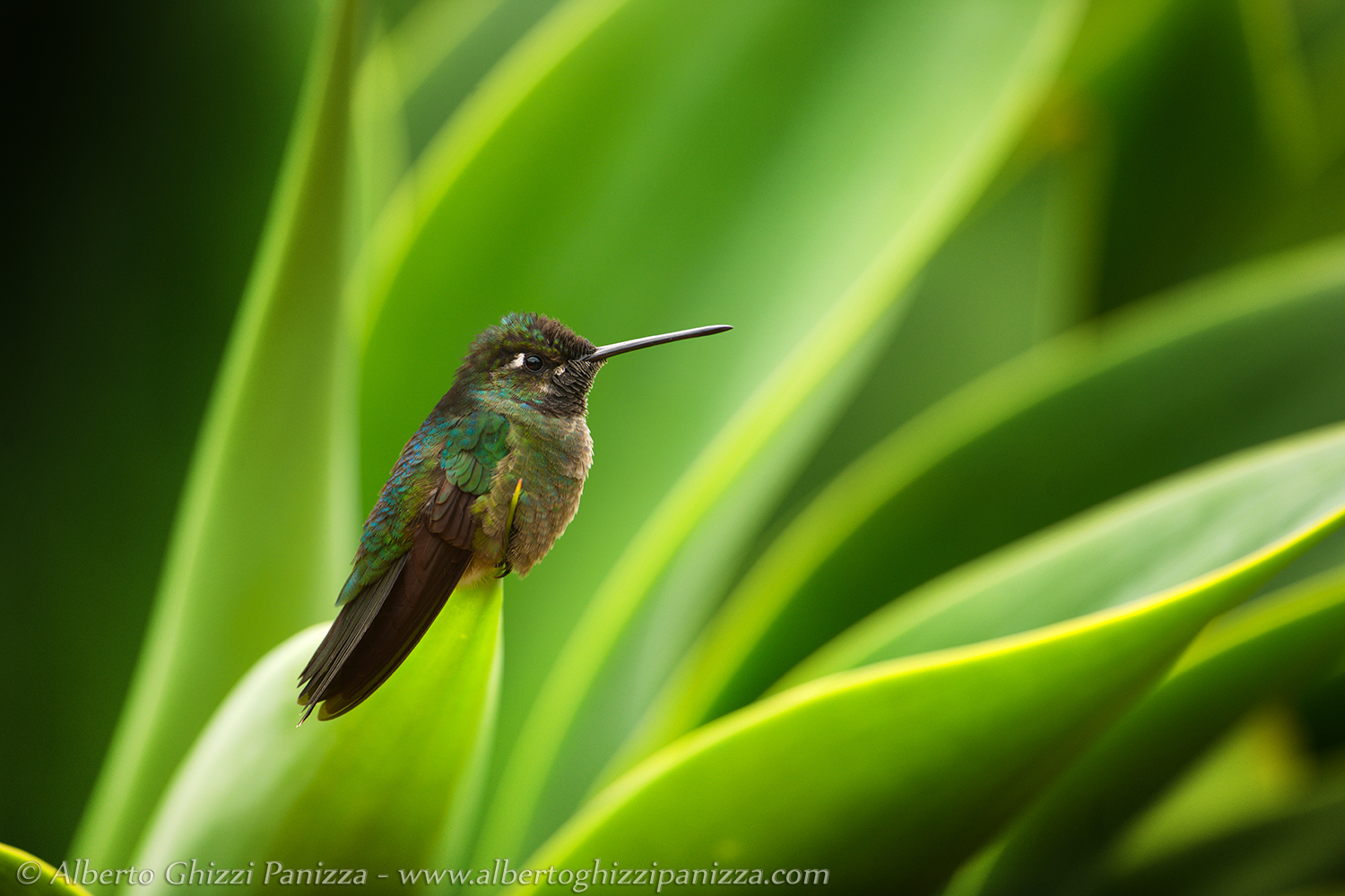 Hummingbird at rest