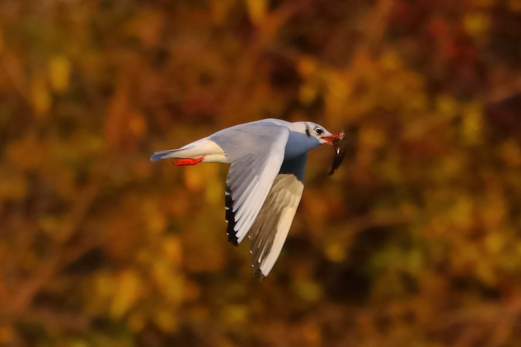 Gabbiano comune 27-11-2022