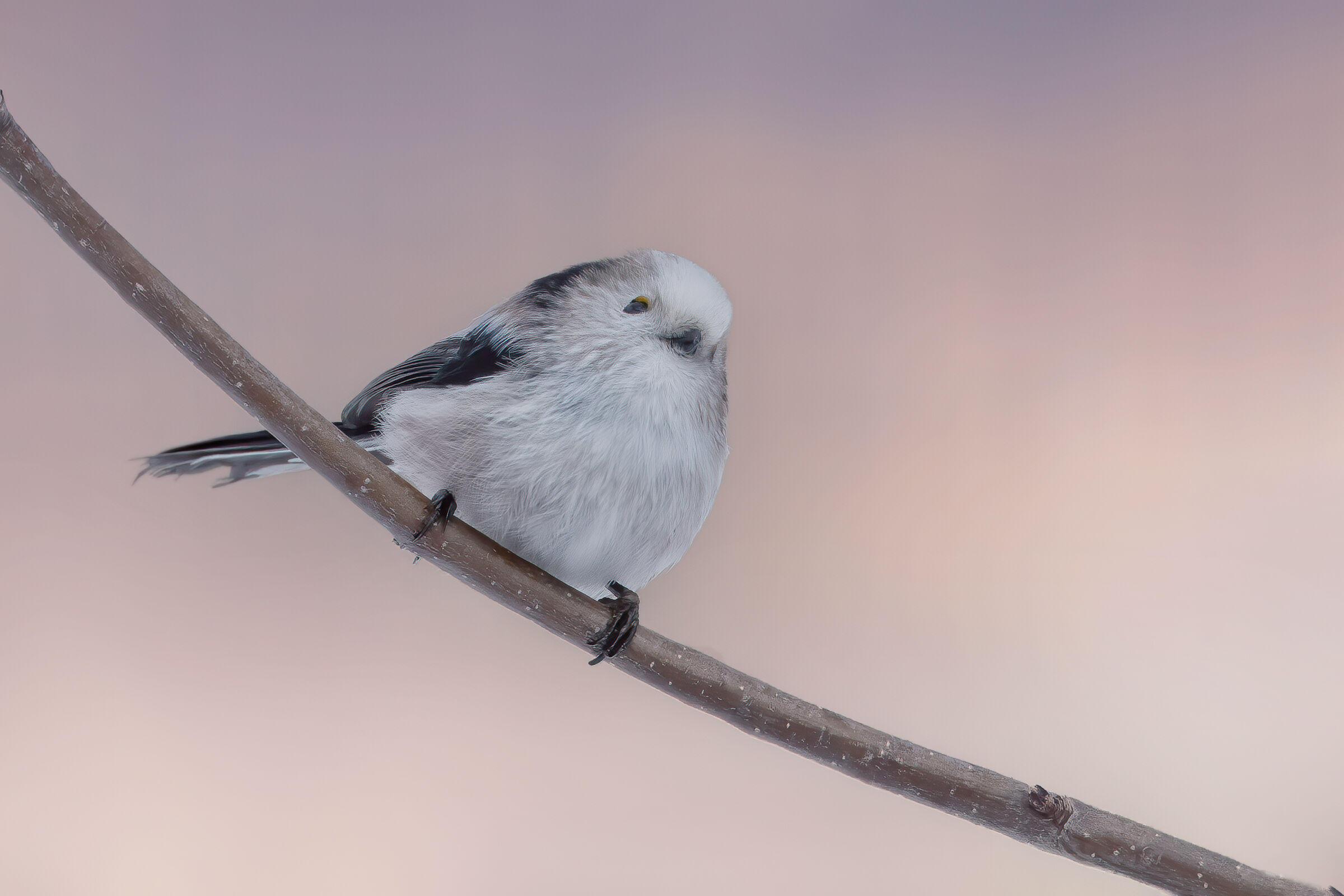 Codibugnolo con capo bianca